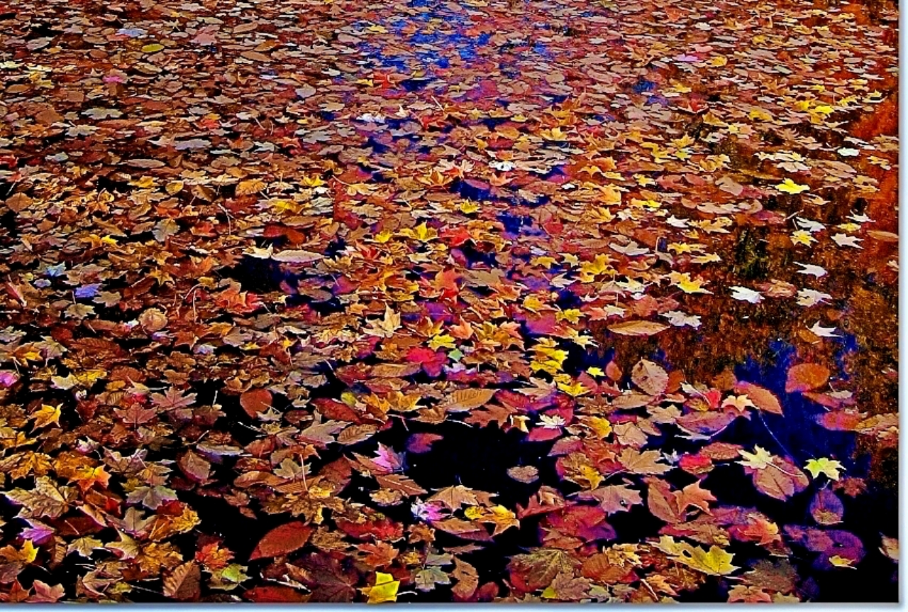 Foglie autunnali su uno stagno