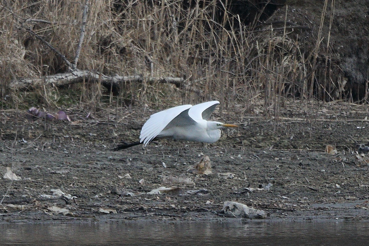 white major 05-03-2022