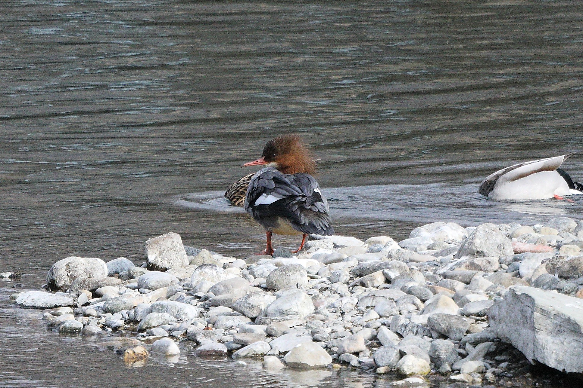 female merganser