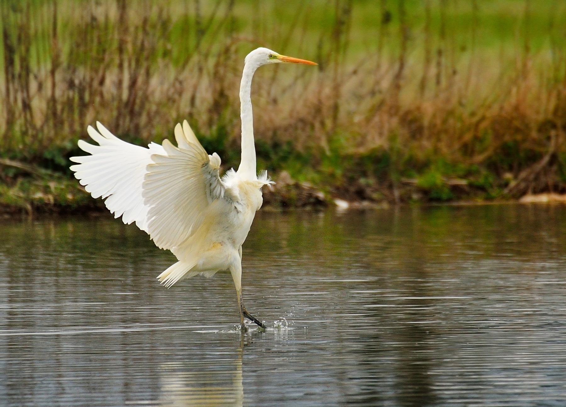 Egret in landing