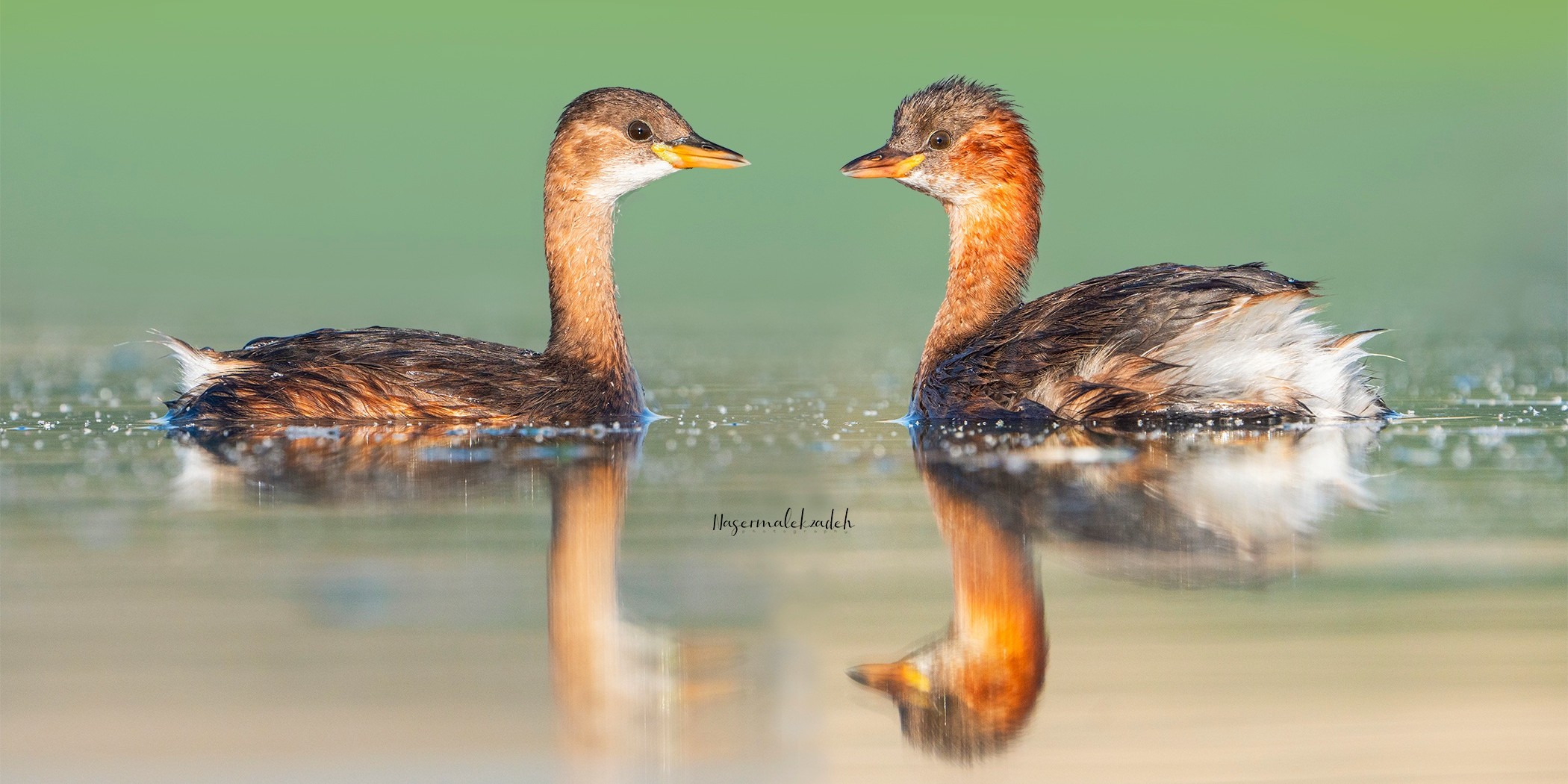 Little grebe