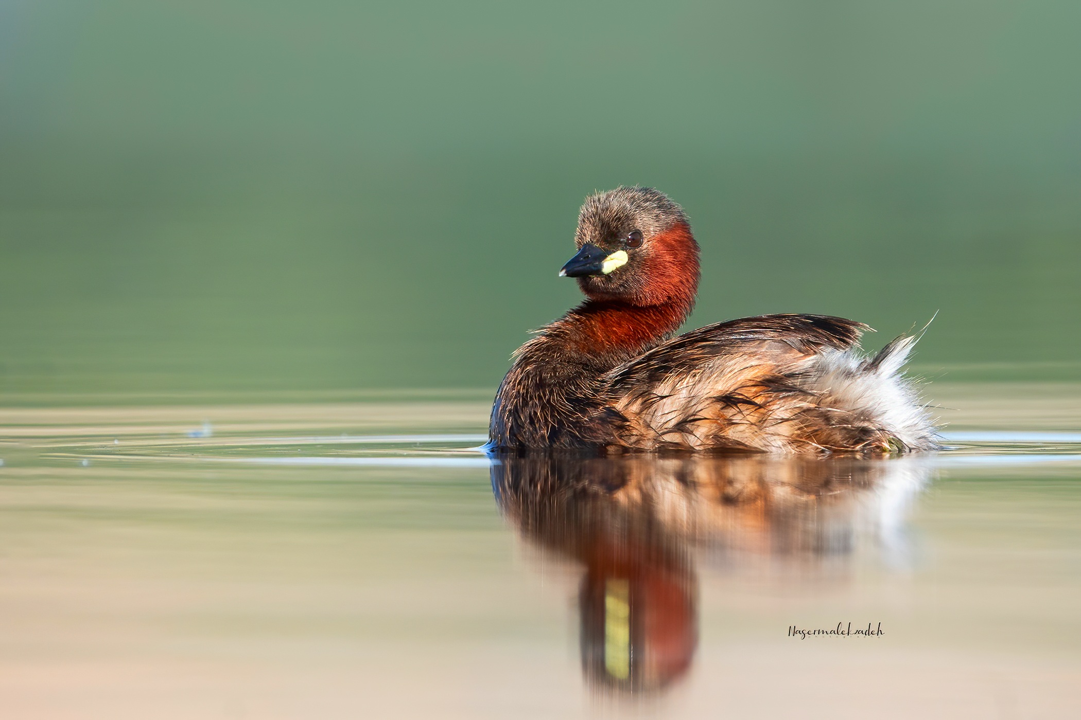 Little grebe