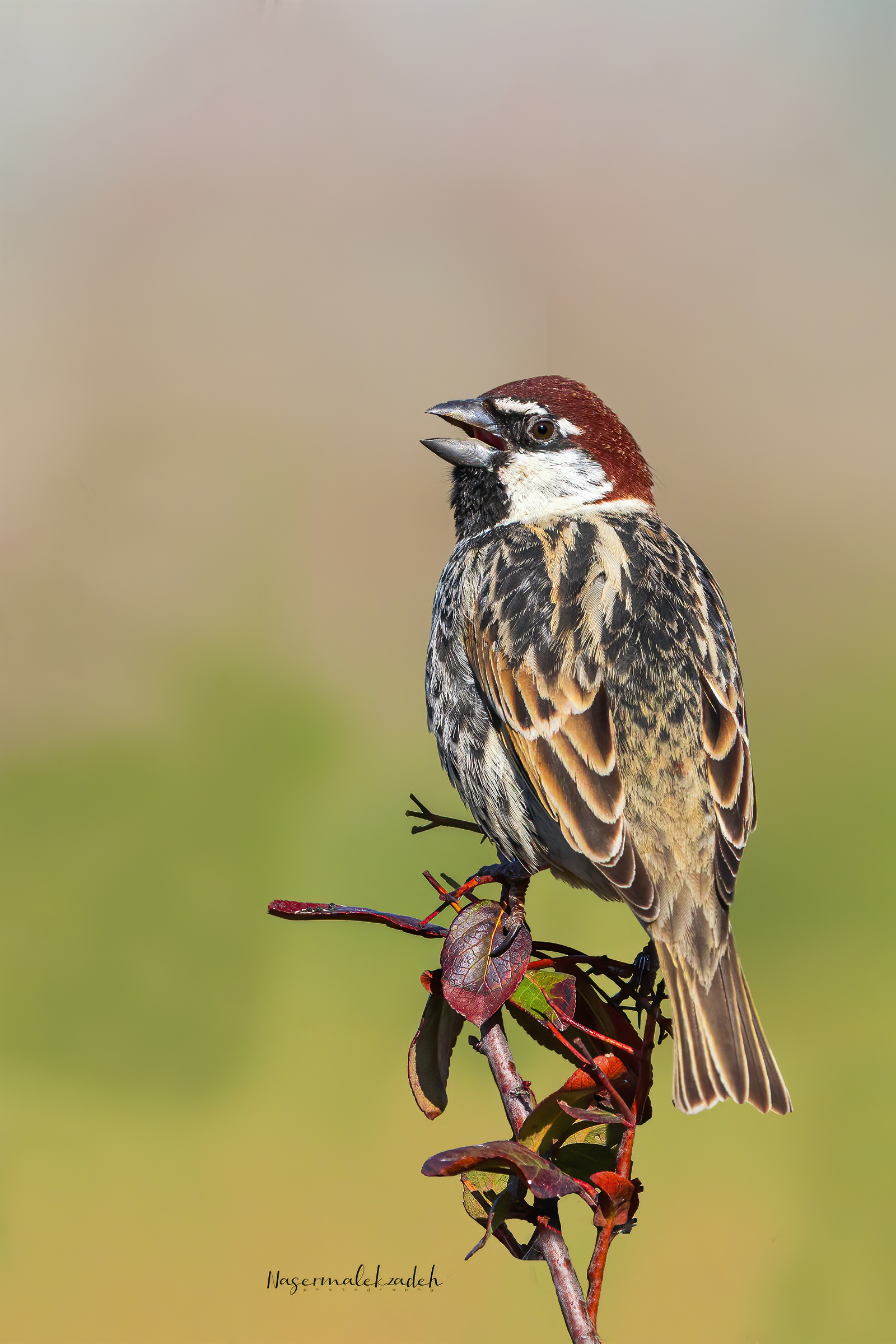 Spanish sparrow