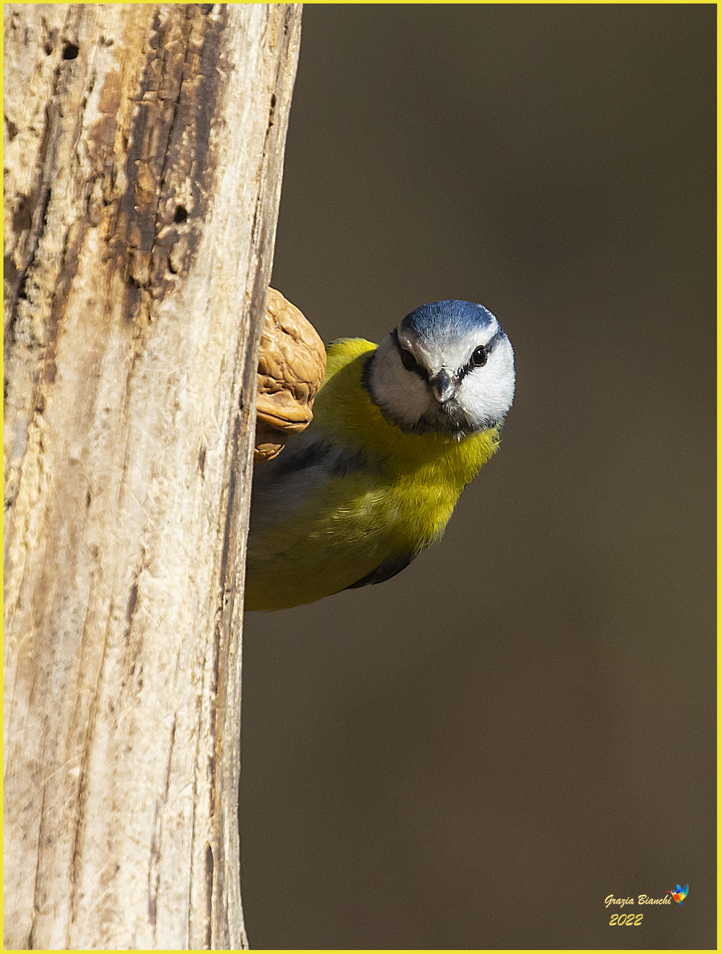 Cinciarella (Cyanistes caeruleus)