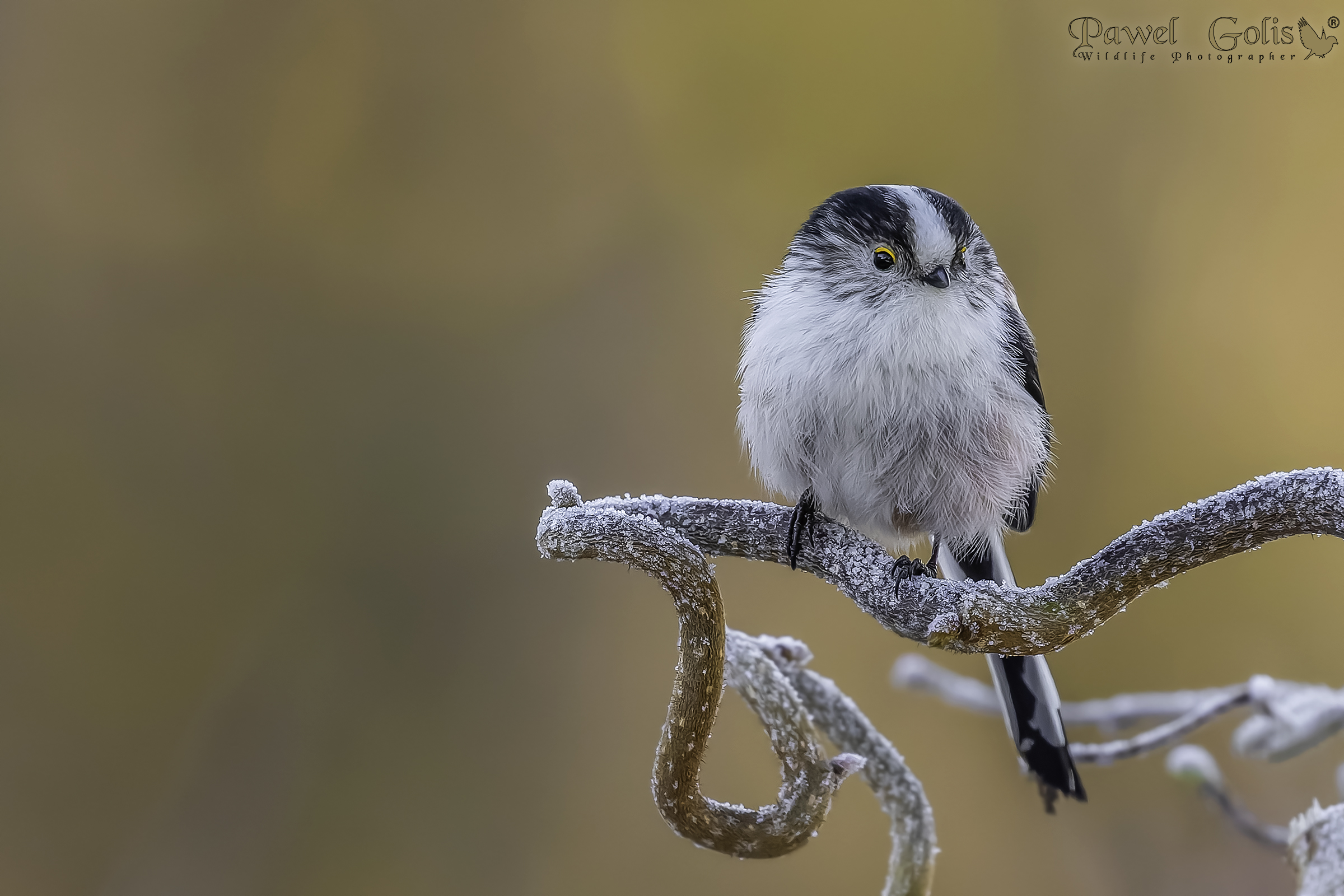 Bushtit dalla coda lunga (Aegithalos caudatus)