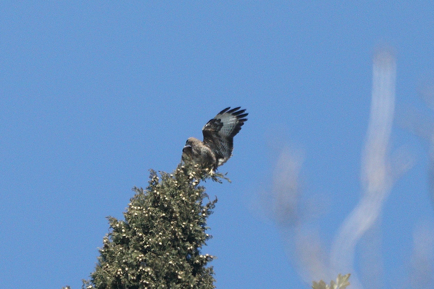 buzzard 09-03-2022