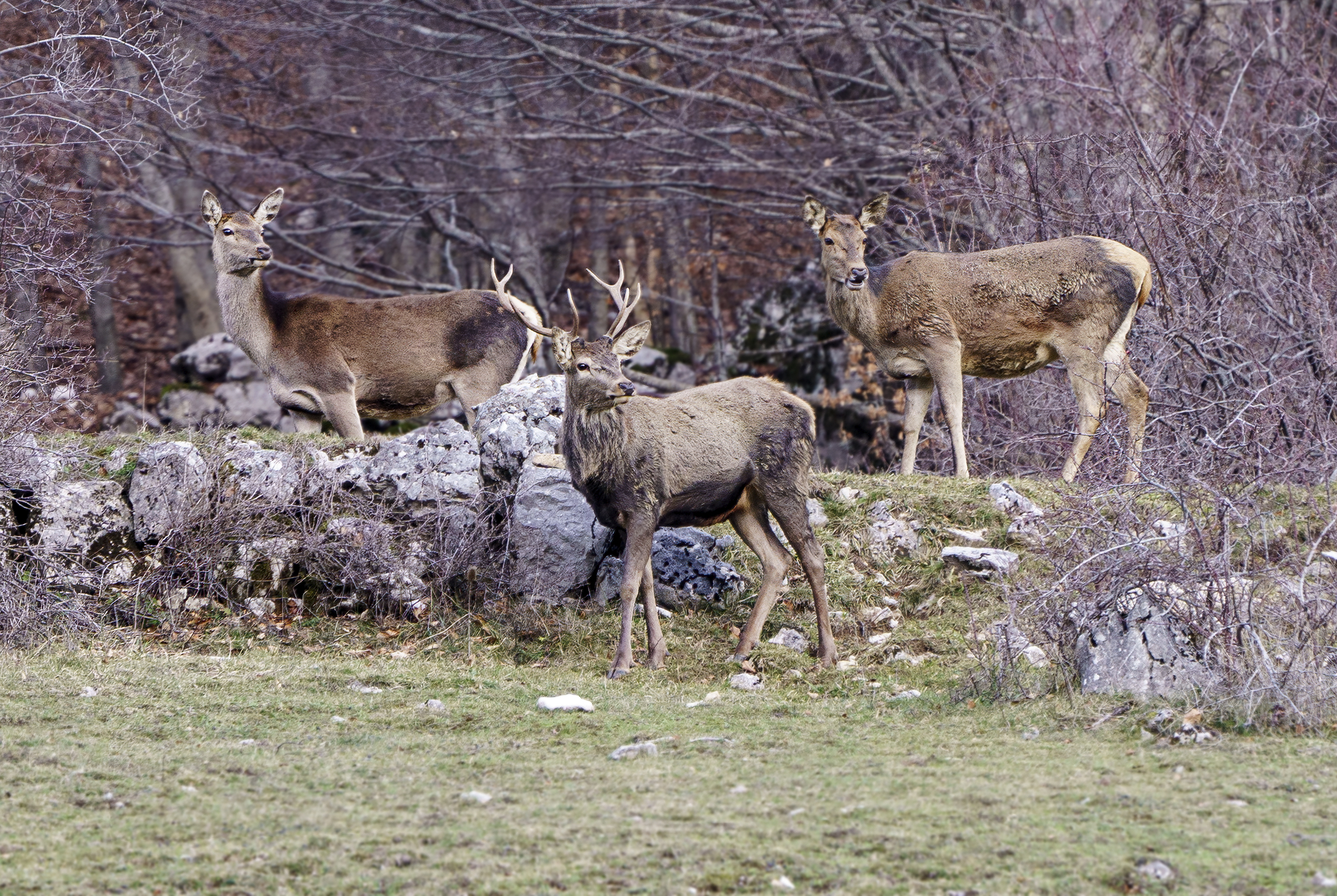 Family group in an exterior - Noble deer