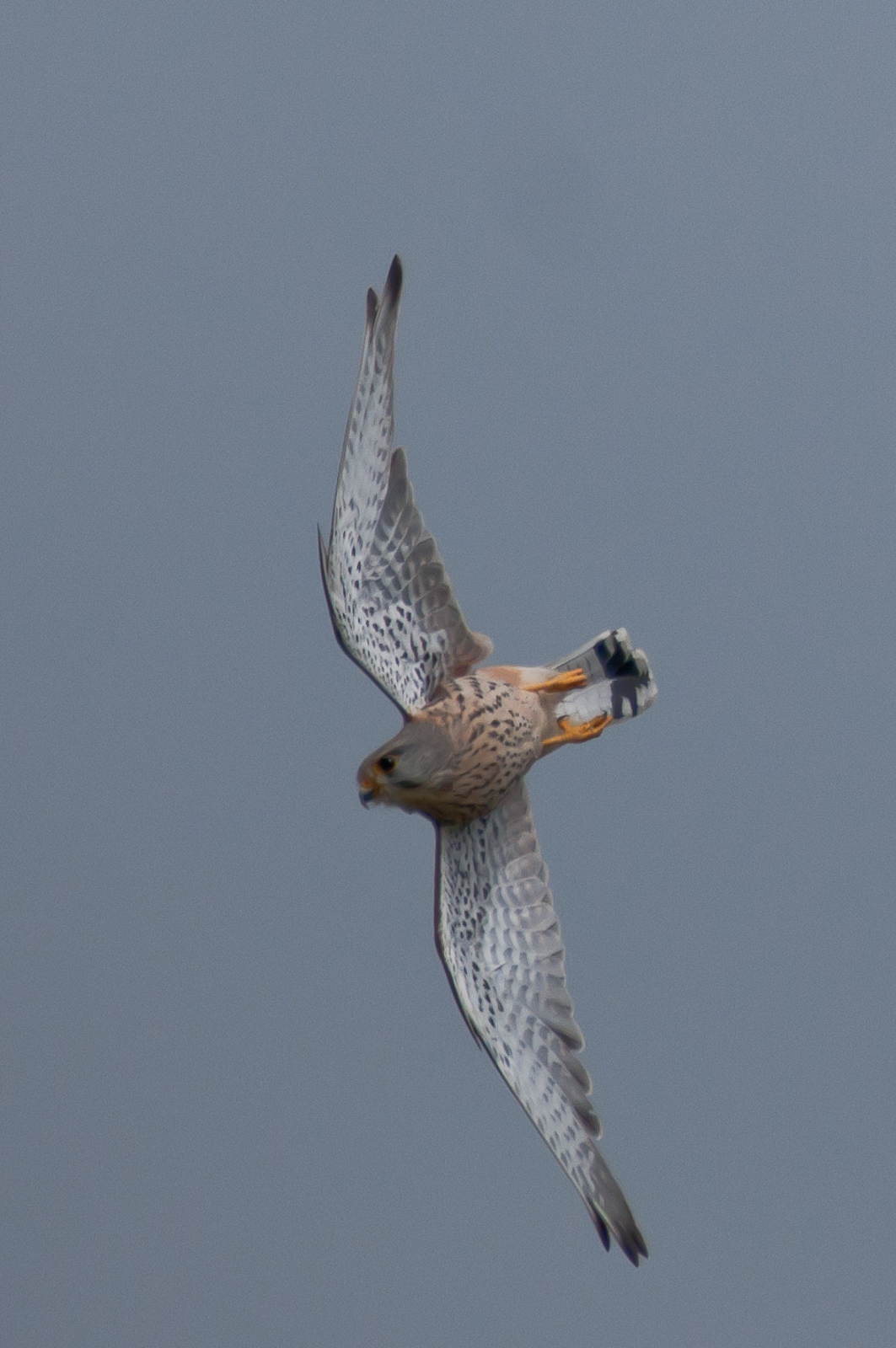 kestrel under house