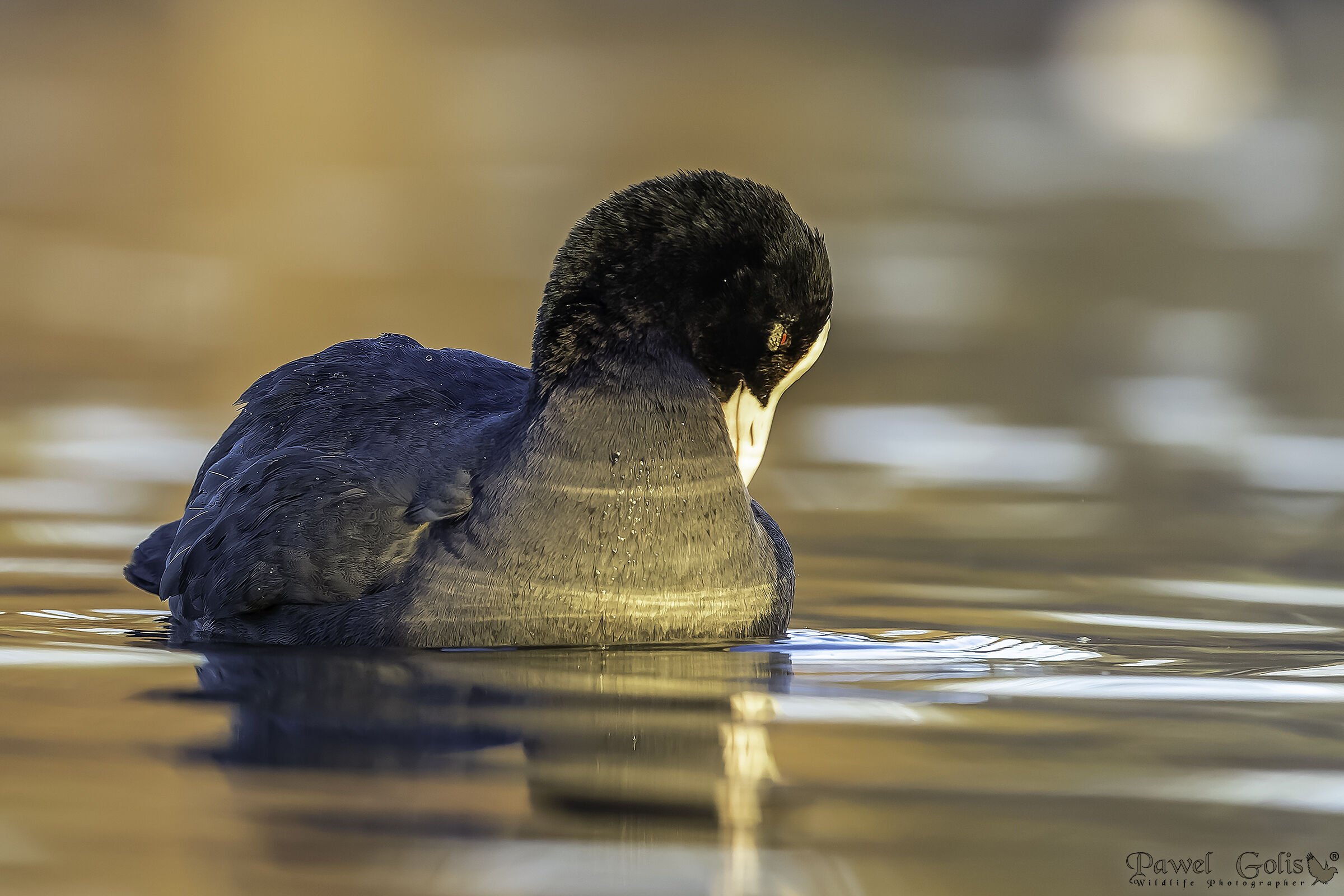 Folaga eurasiatica (Fulica atra)