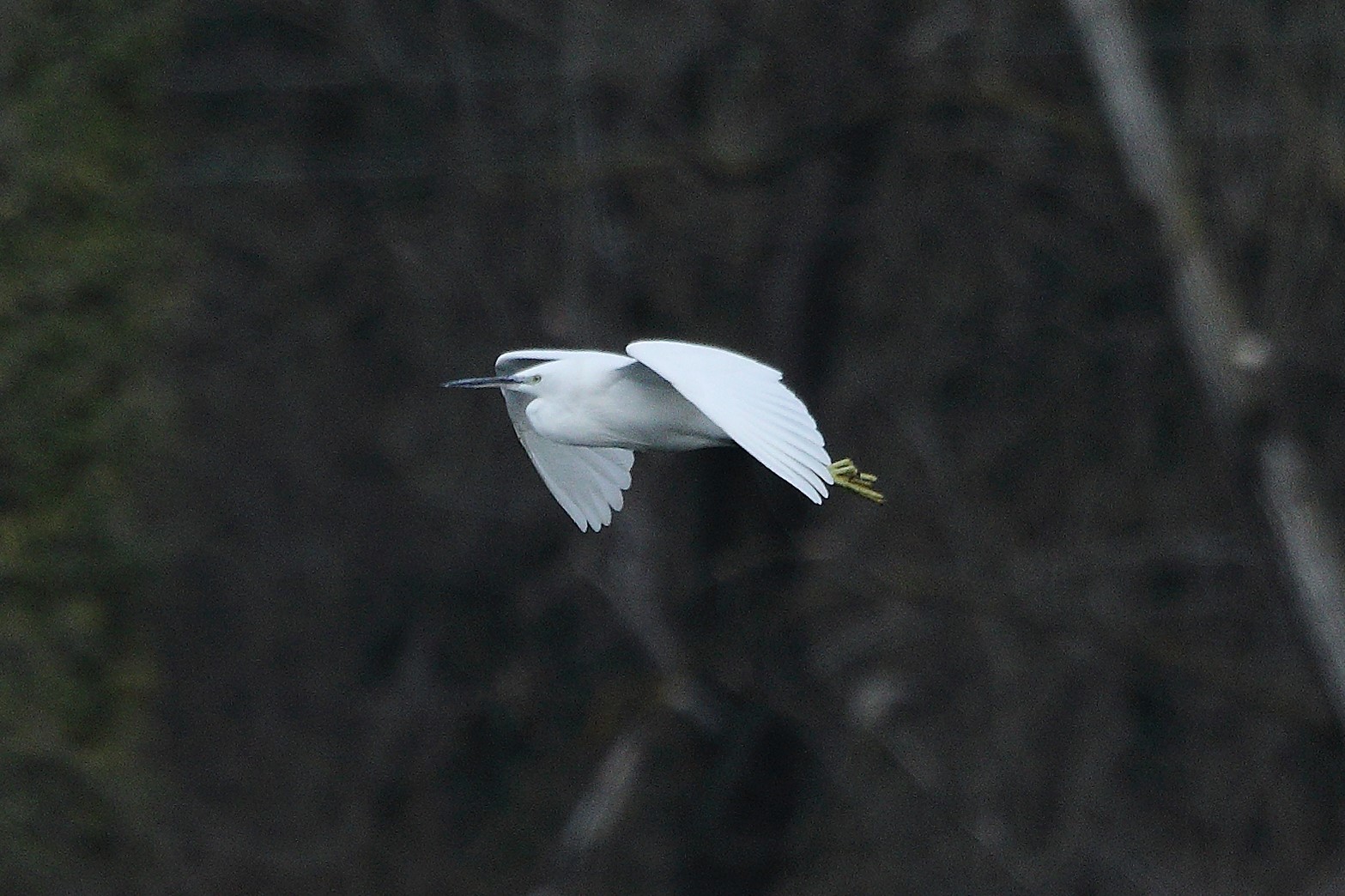 egret 05-03-2022