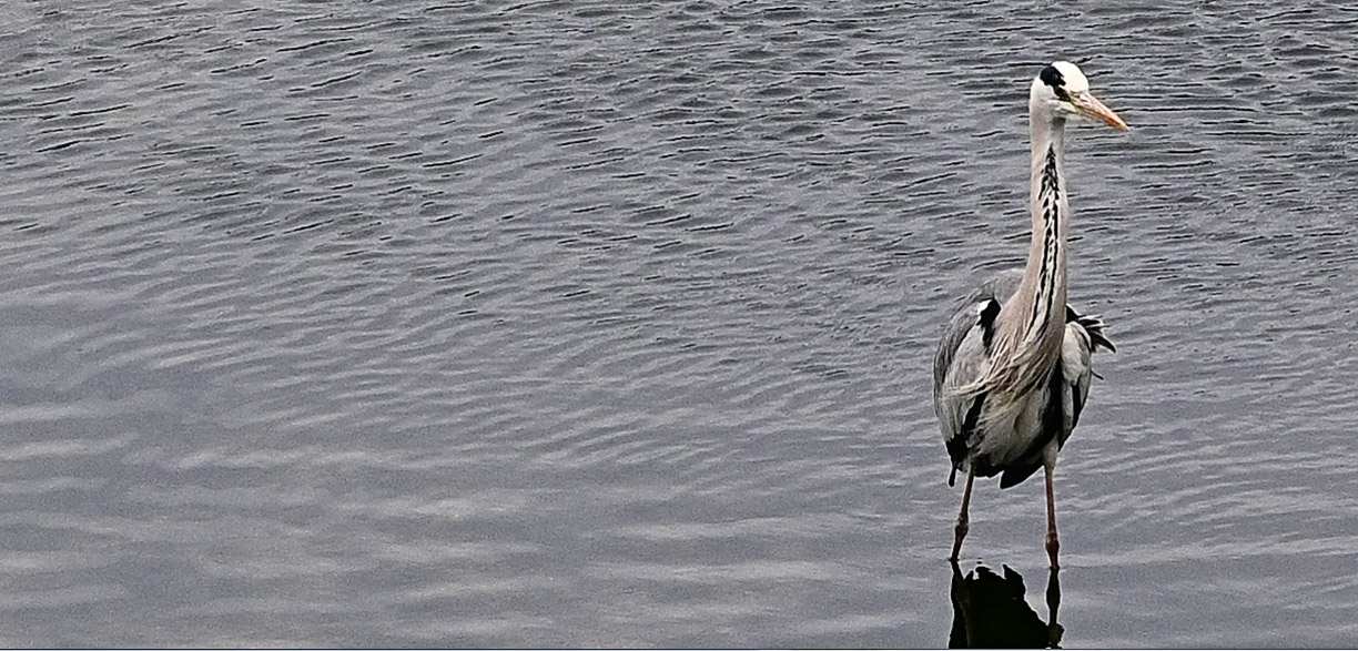 Heron at the mouth of the Branega
