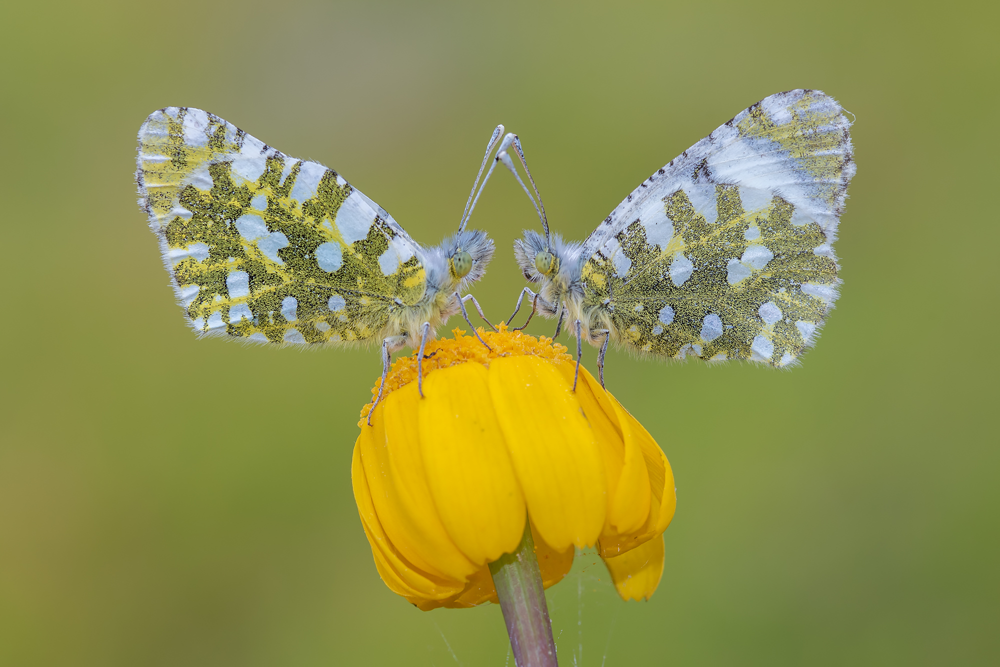 Anthocharis cardamines