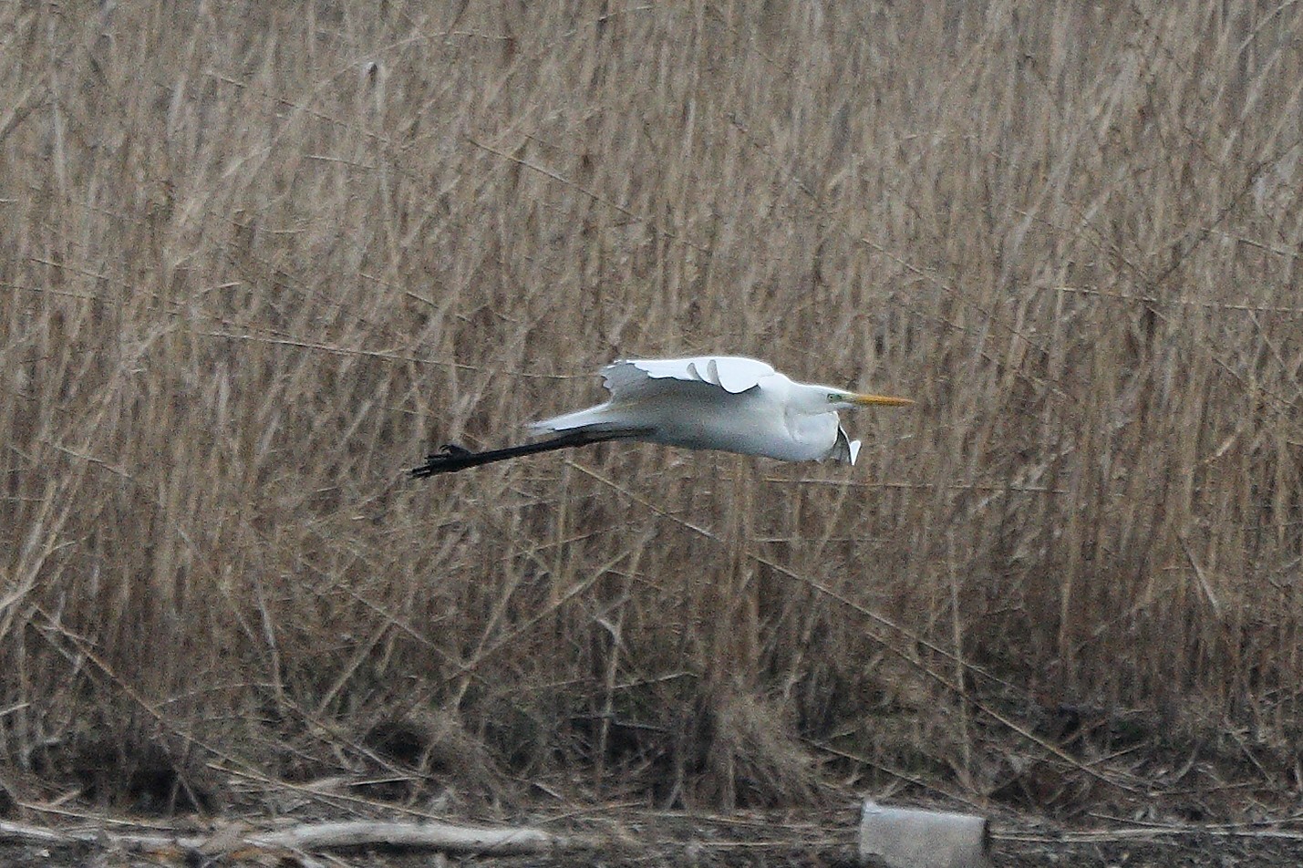 white major 05-03-2022