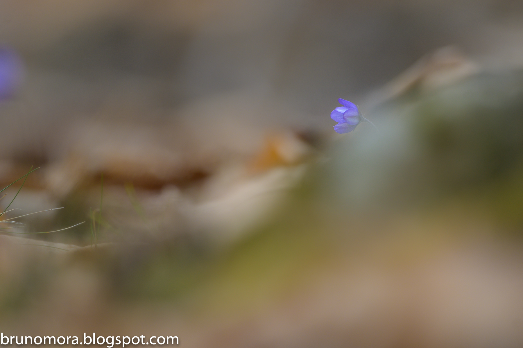 Hepatica nobilis