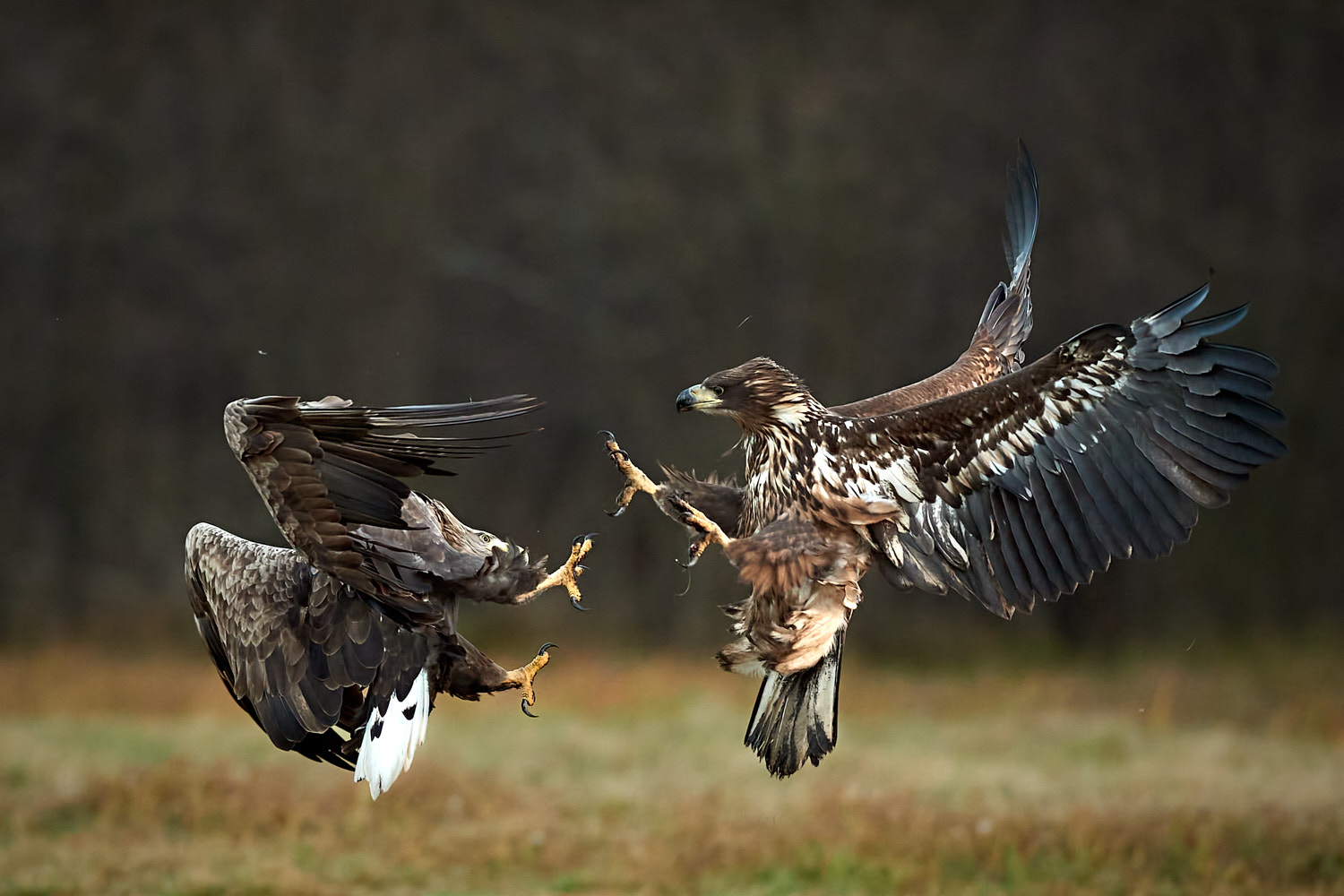 White-tailed eagles