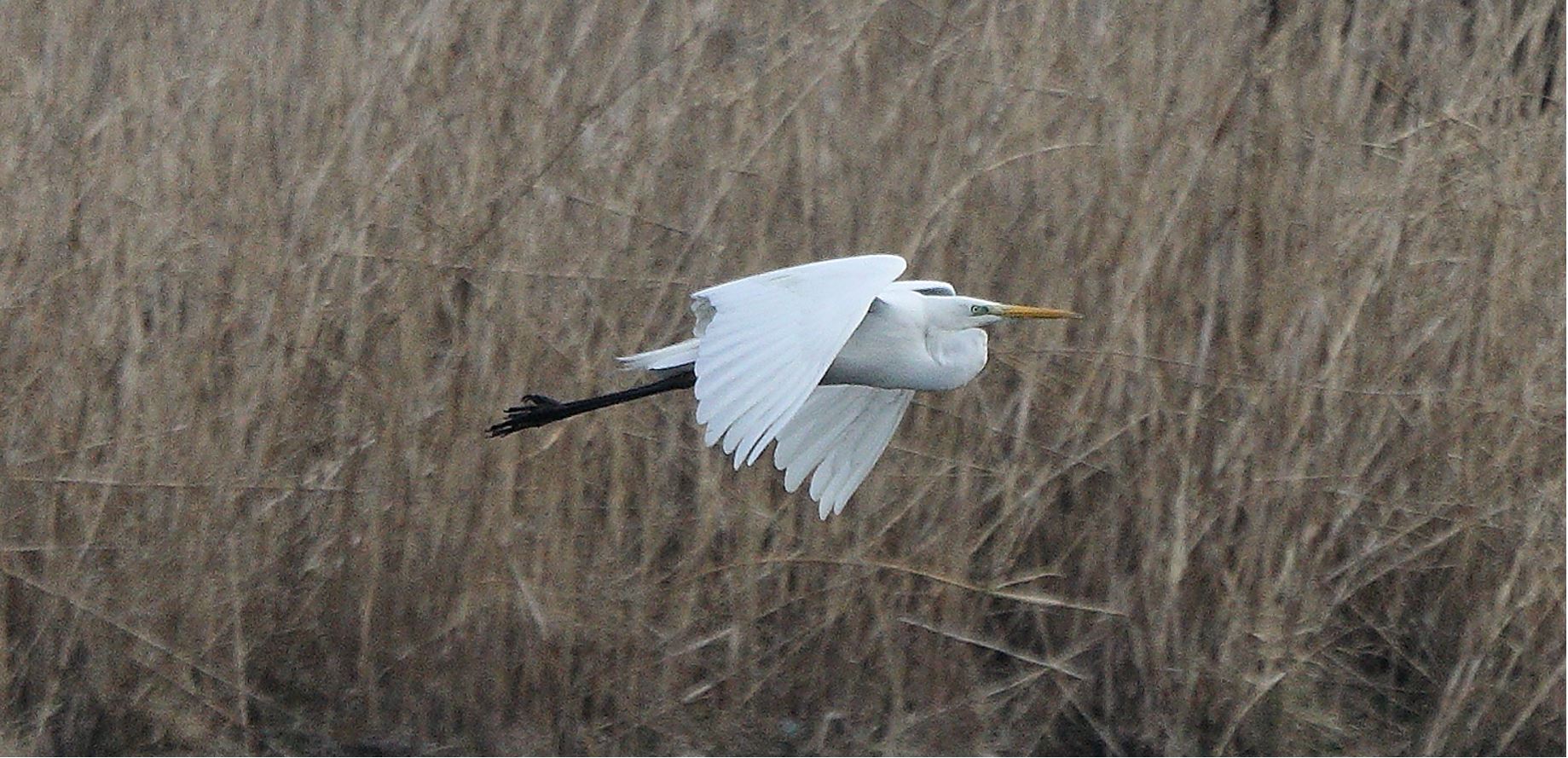 white major 05-03-2022