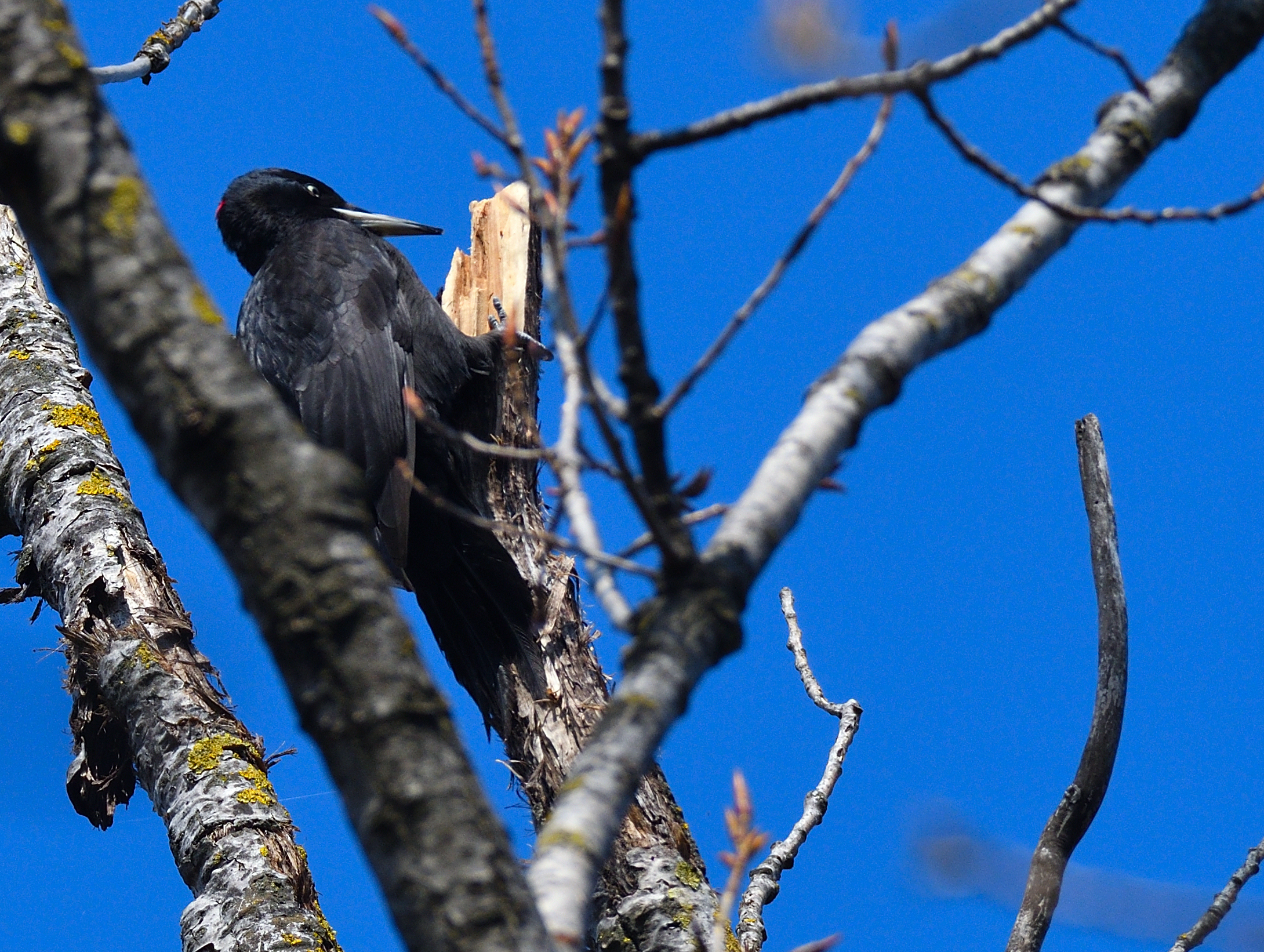 black woodpecker in the plains..