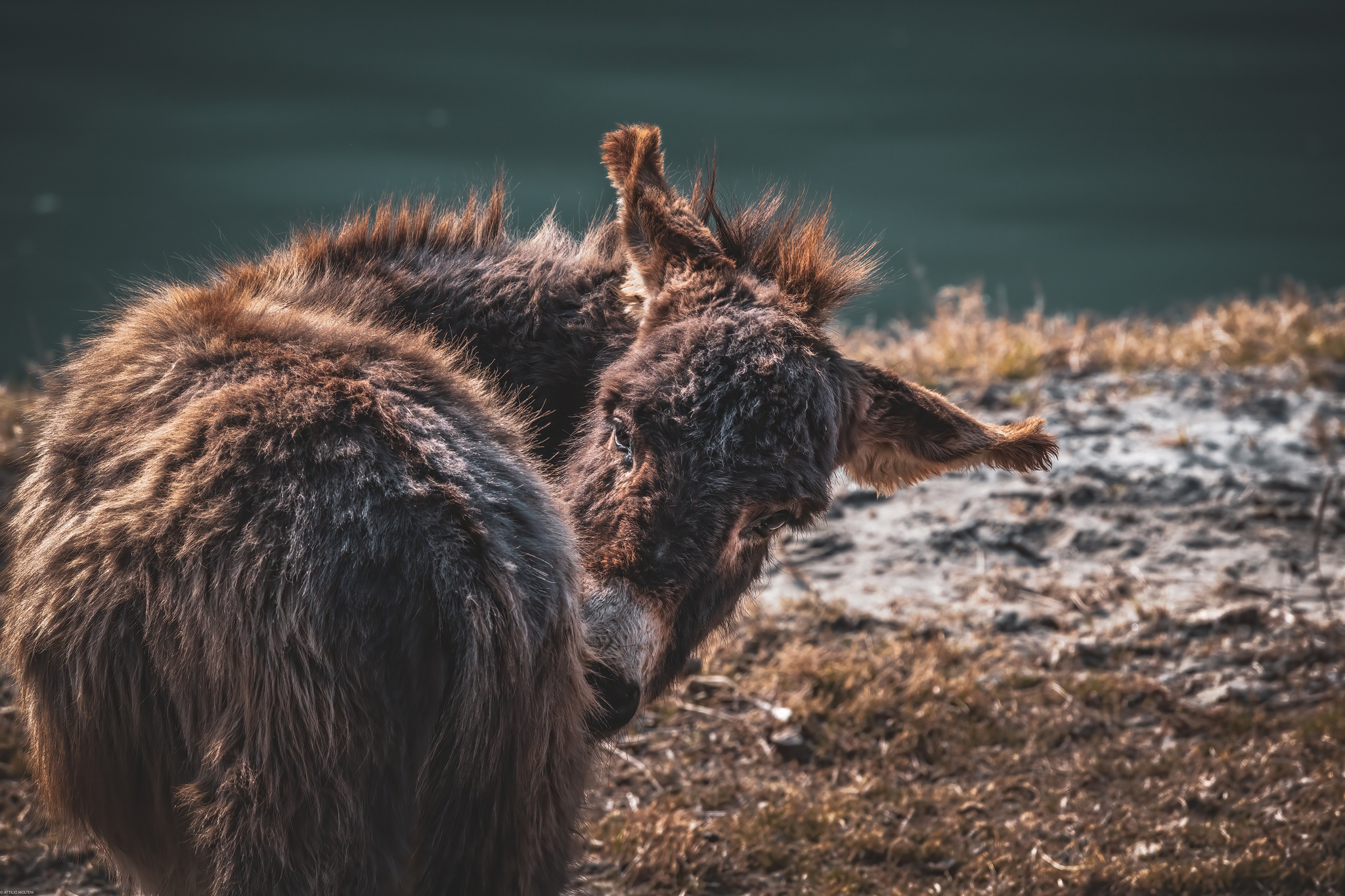 Donkey