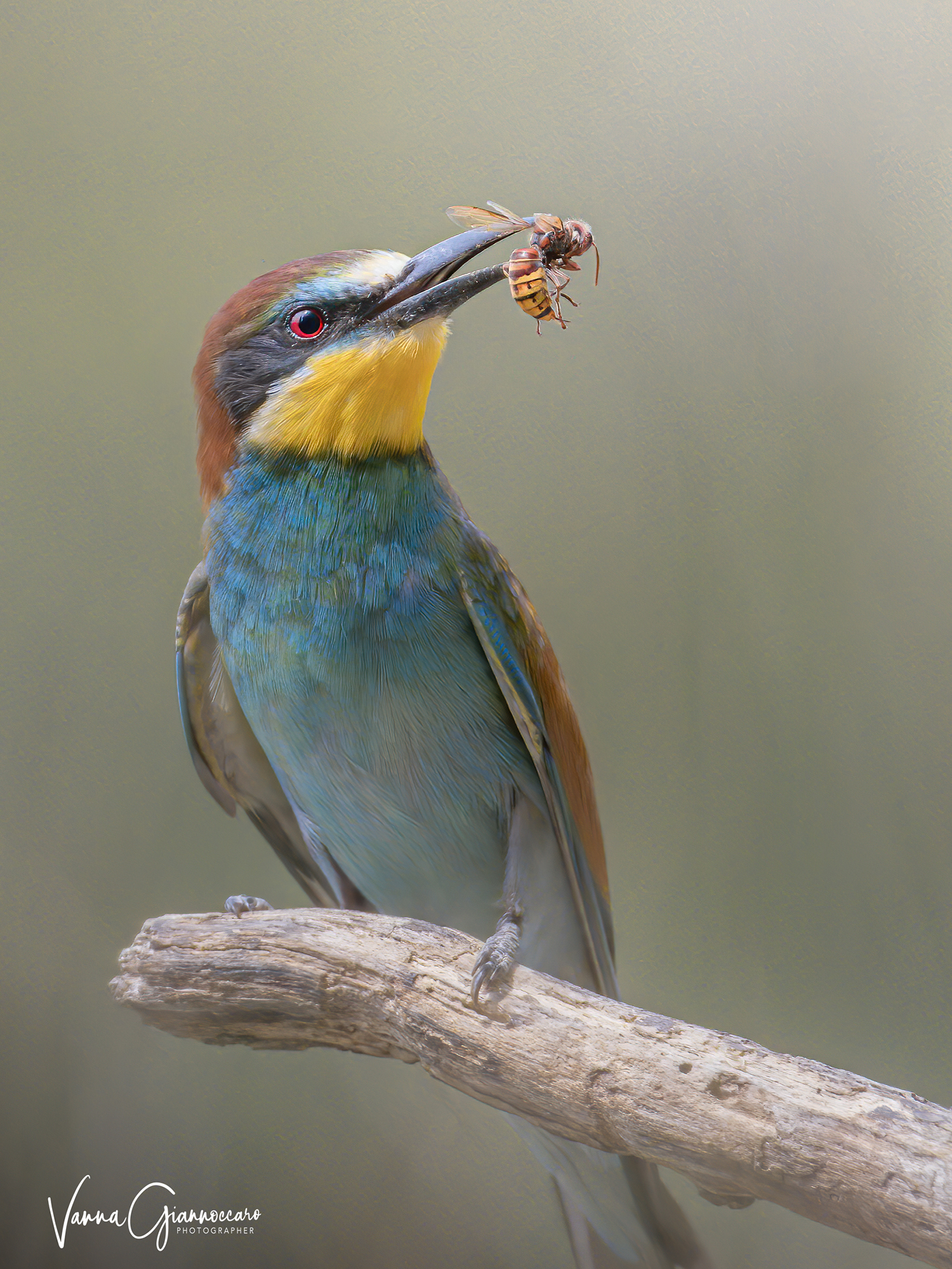 bee-eater
