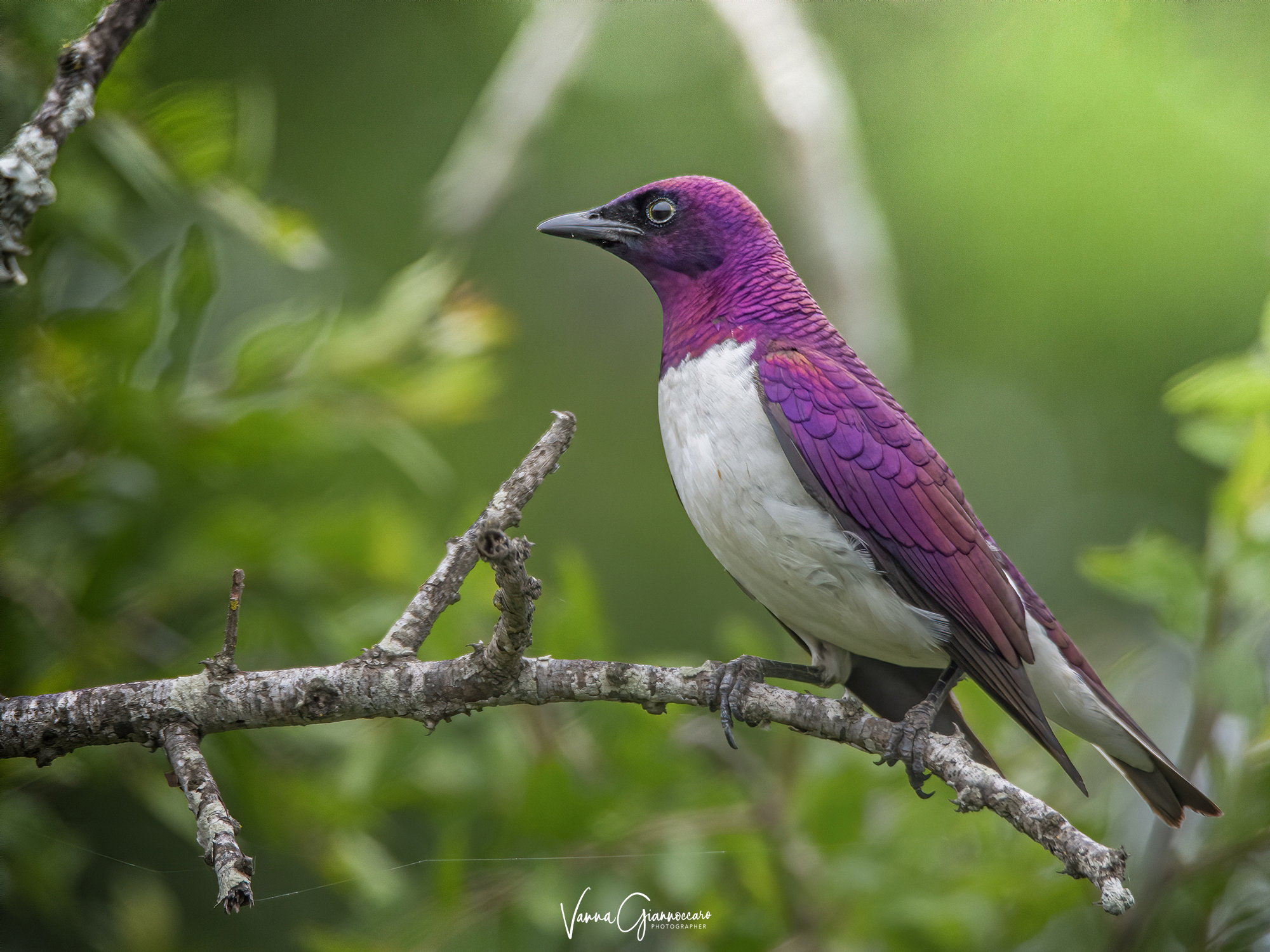 but what a bright color