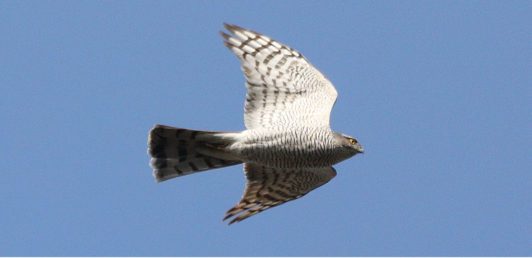 sparrowhawk 09-03-2022