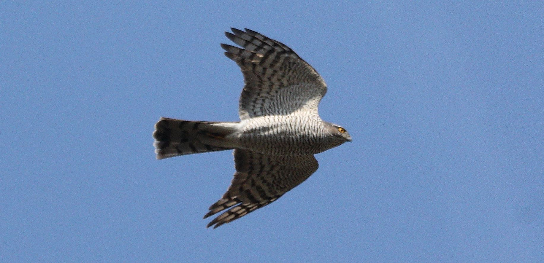 sparrowhawk 09-03-2022