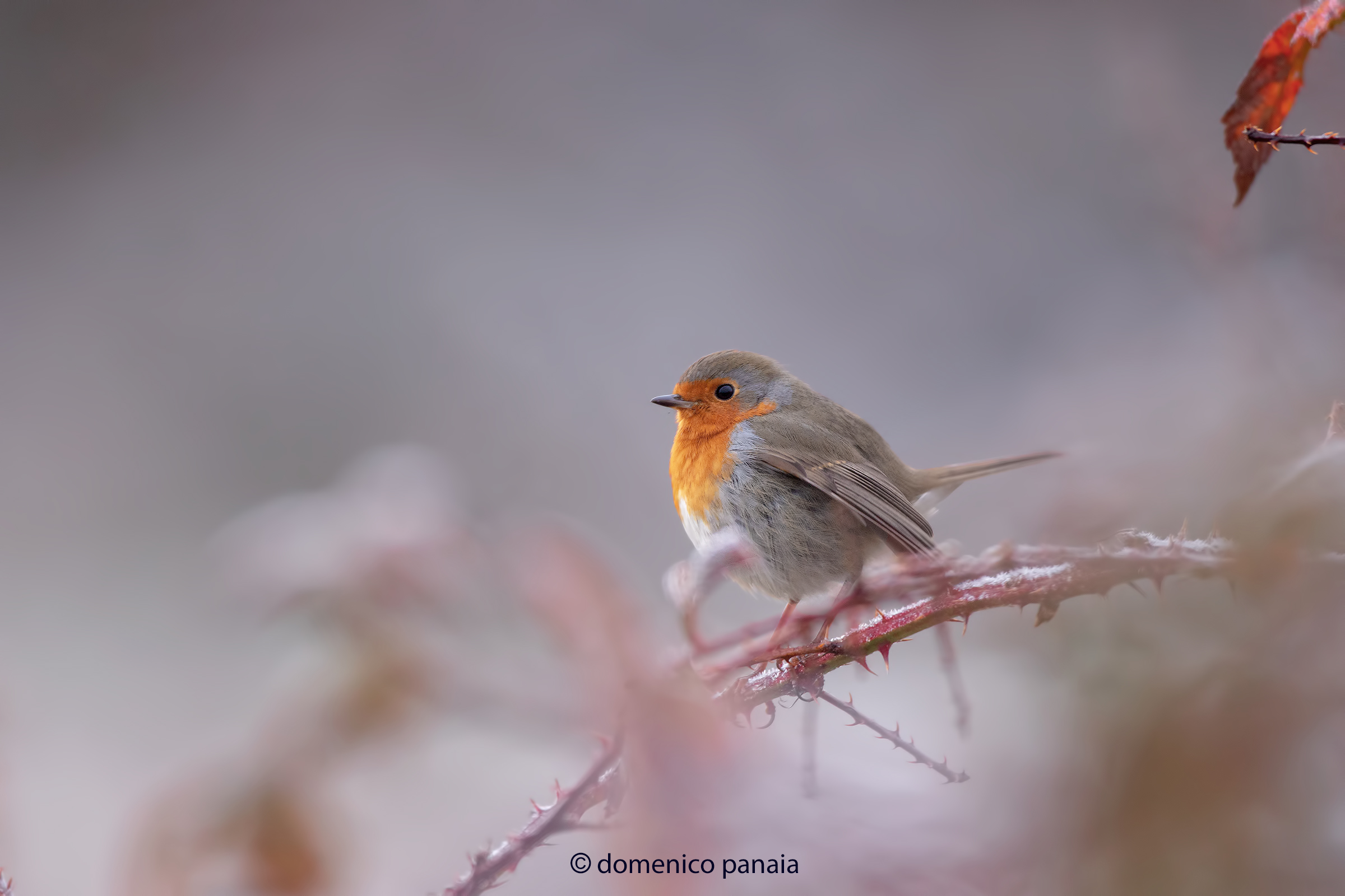 pettirosso