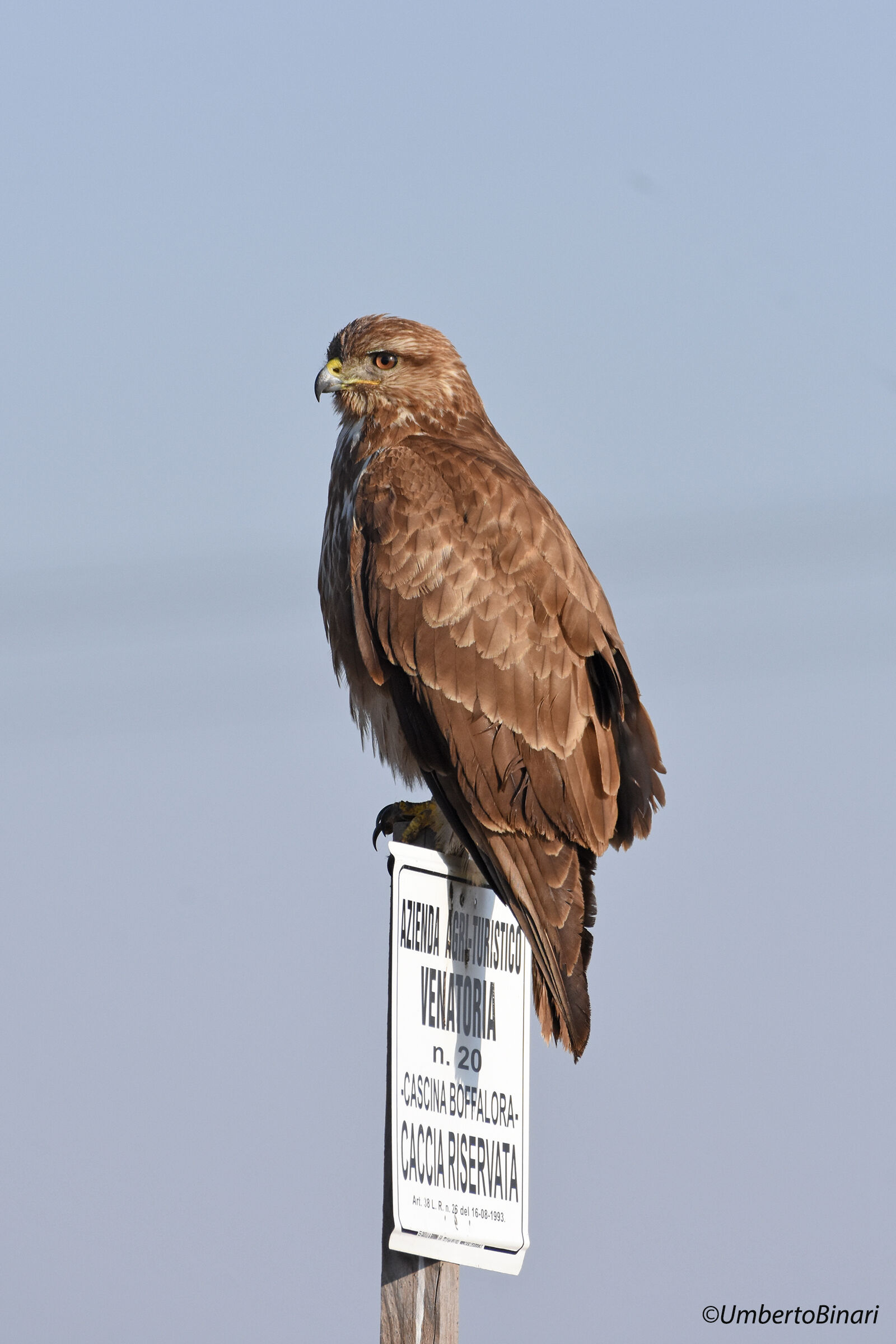 Poiana (Buteo buteo), Common Buzzard