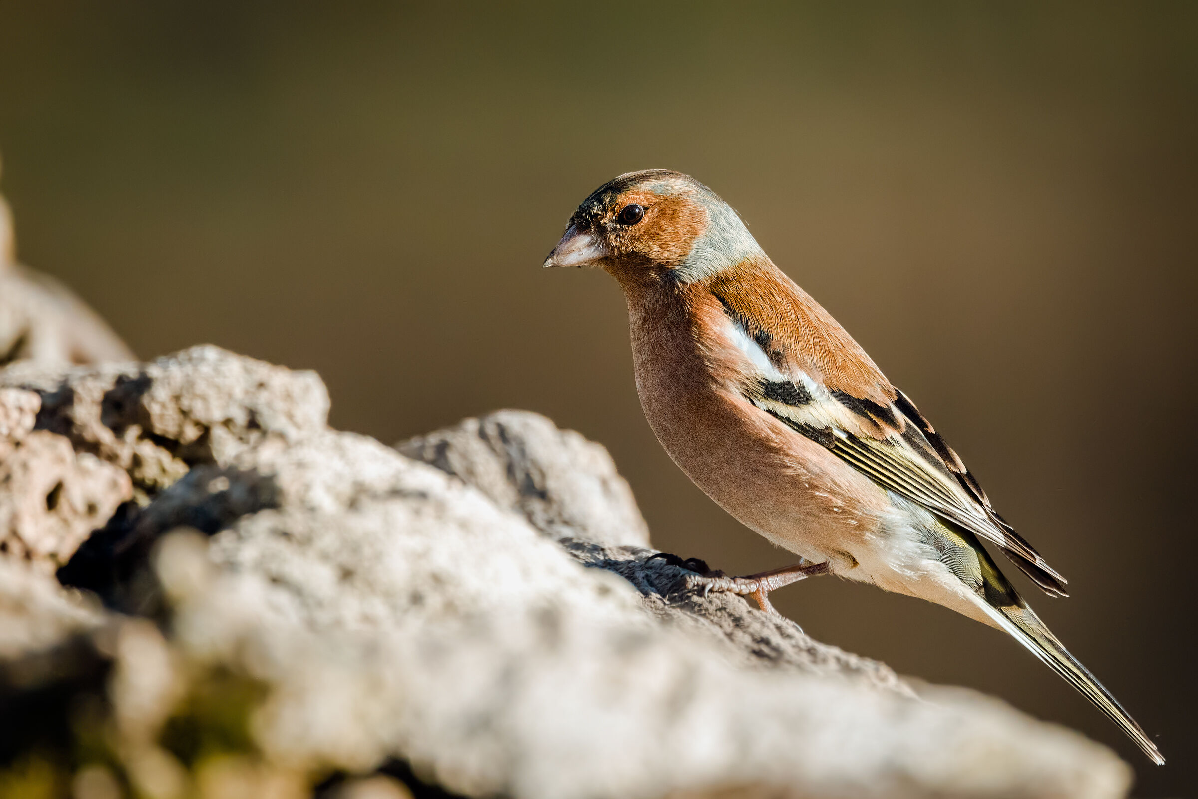 Chaffinch