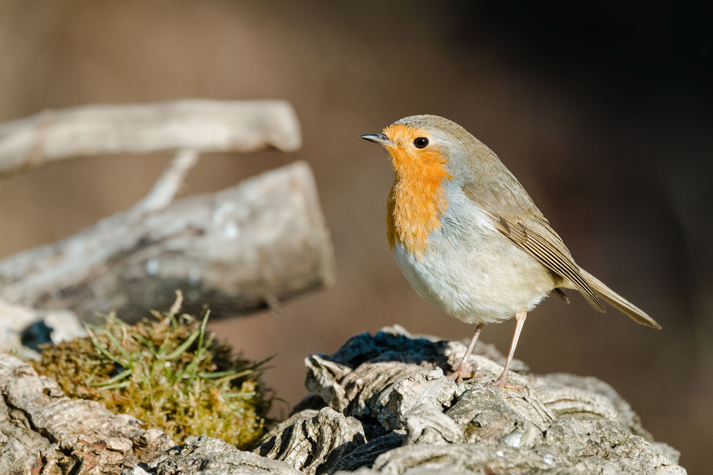 Erithacus rubecula