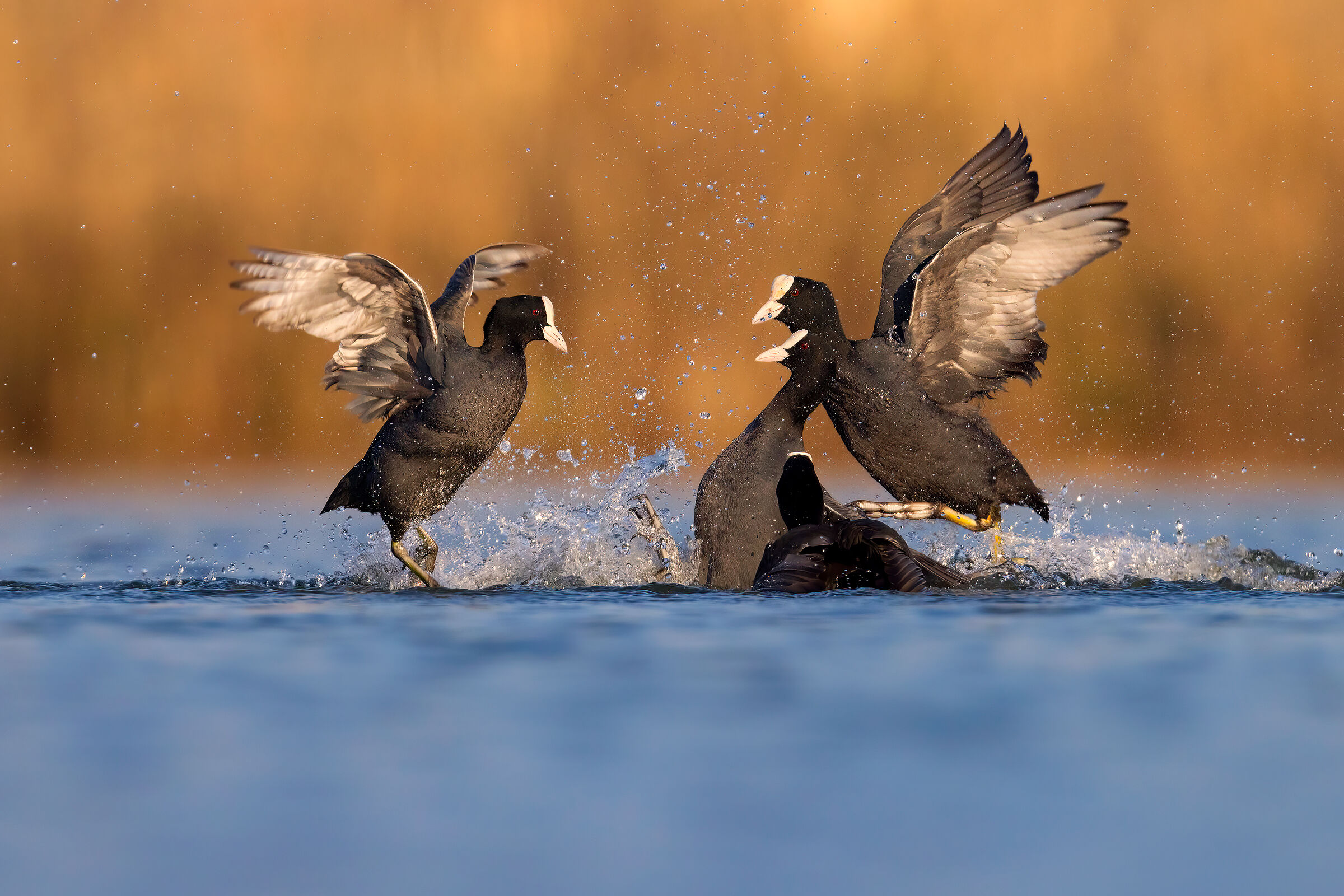 Danzando sull' acqua (Folaghe)