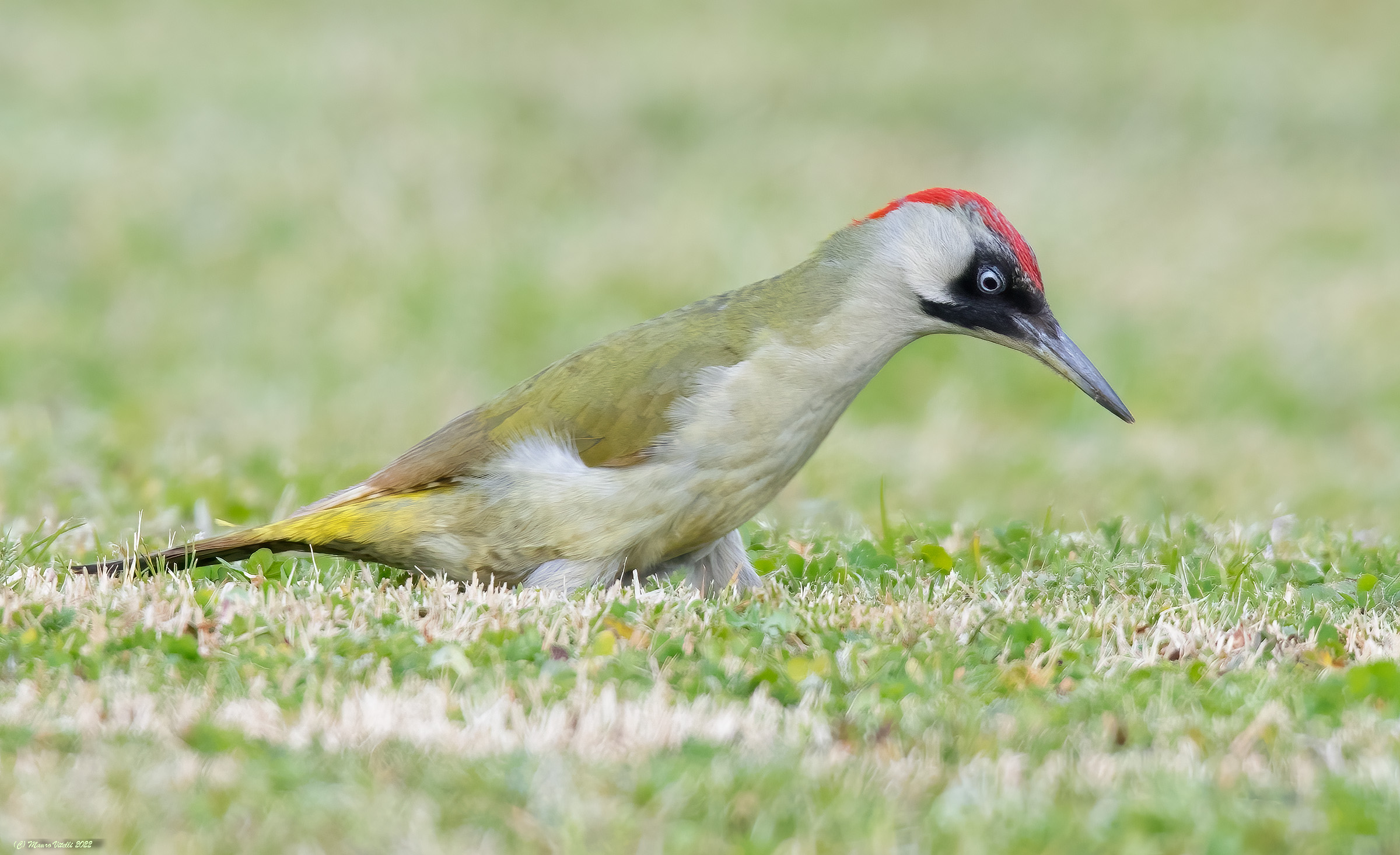 Green woodpecker (Picus virdis) female
