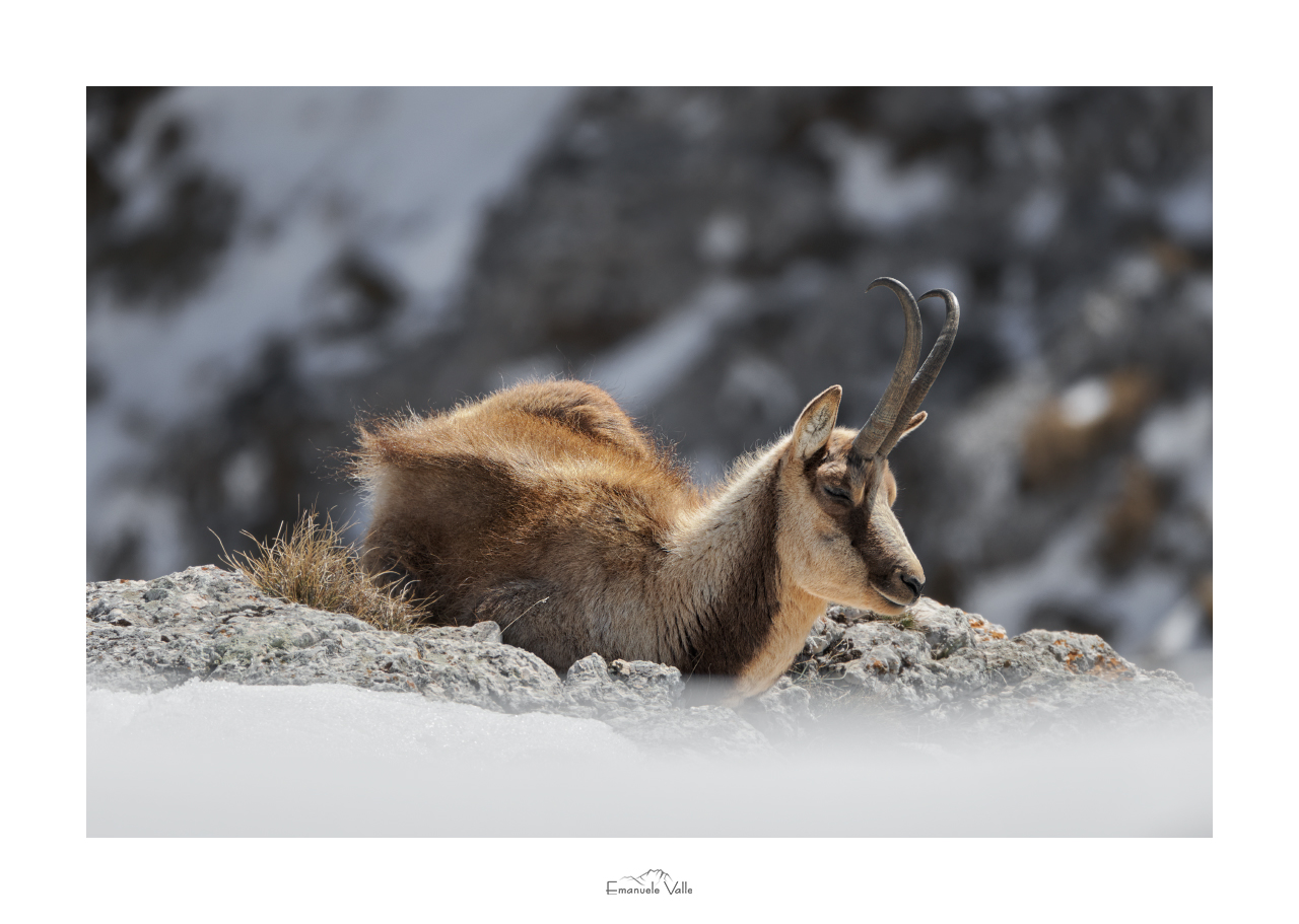 Sleepy suede of the Gran Sasso