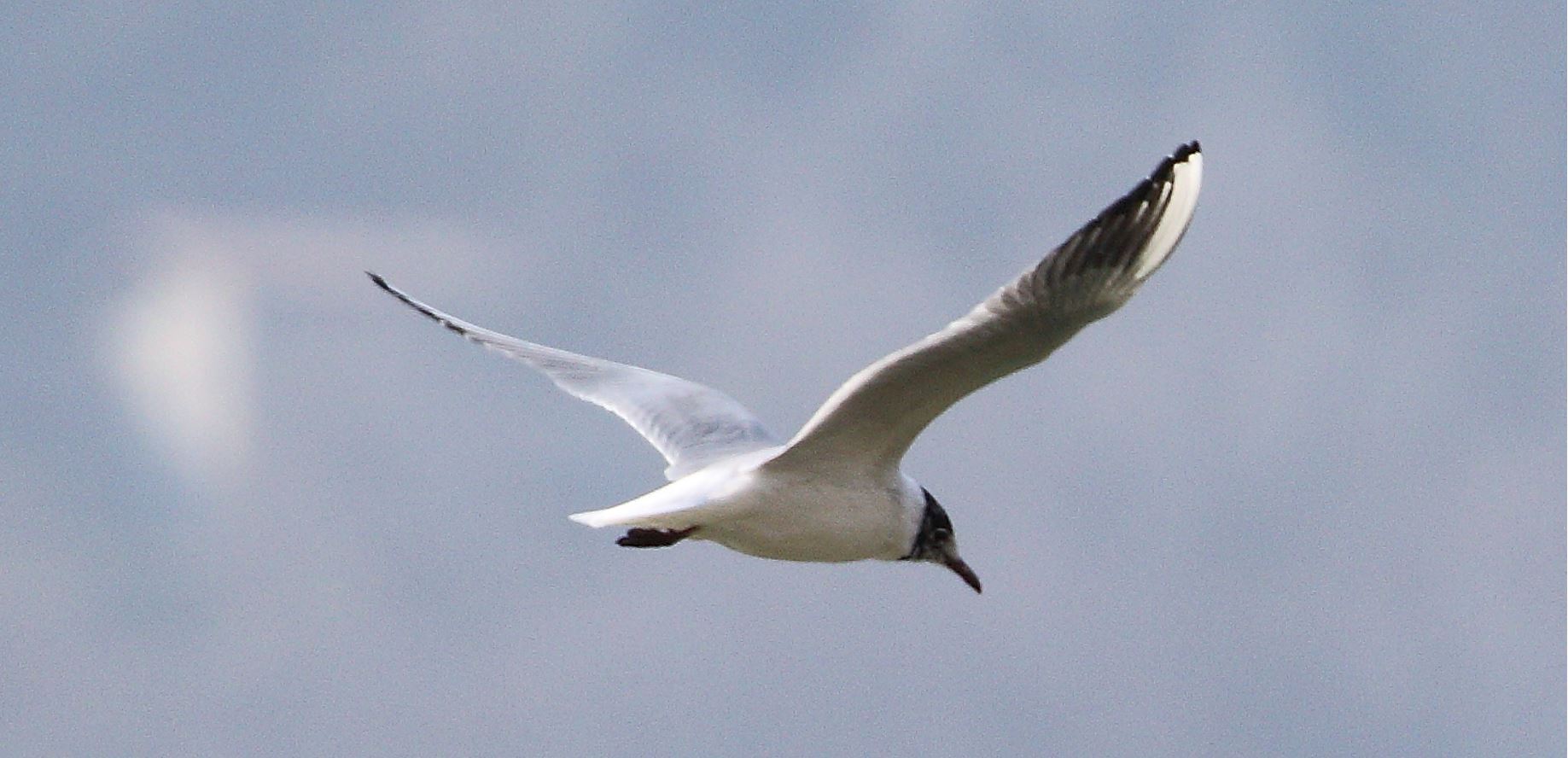 terrestrial gull 07-03-2022