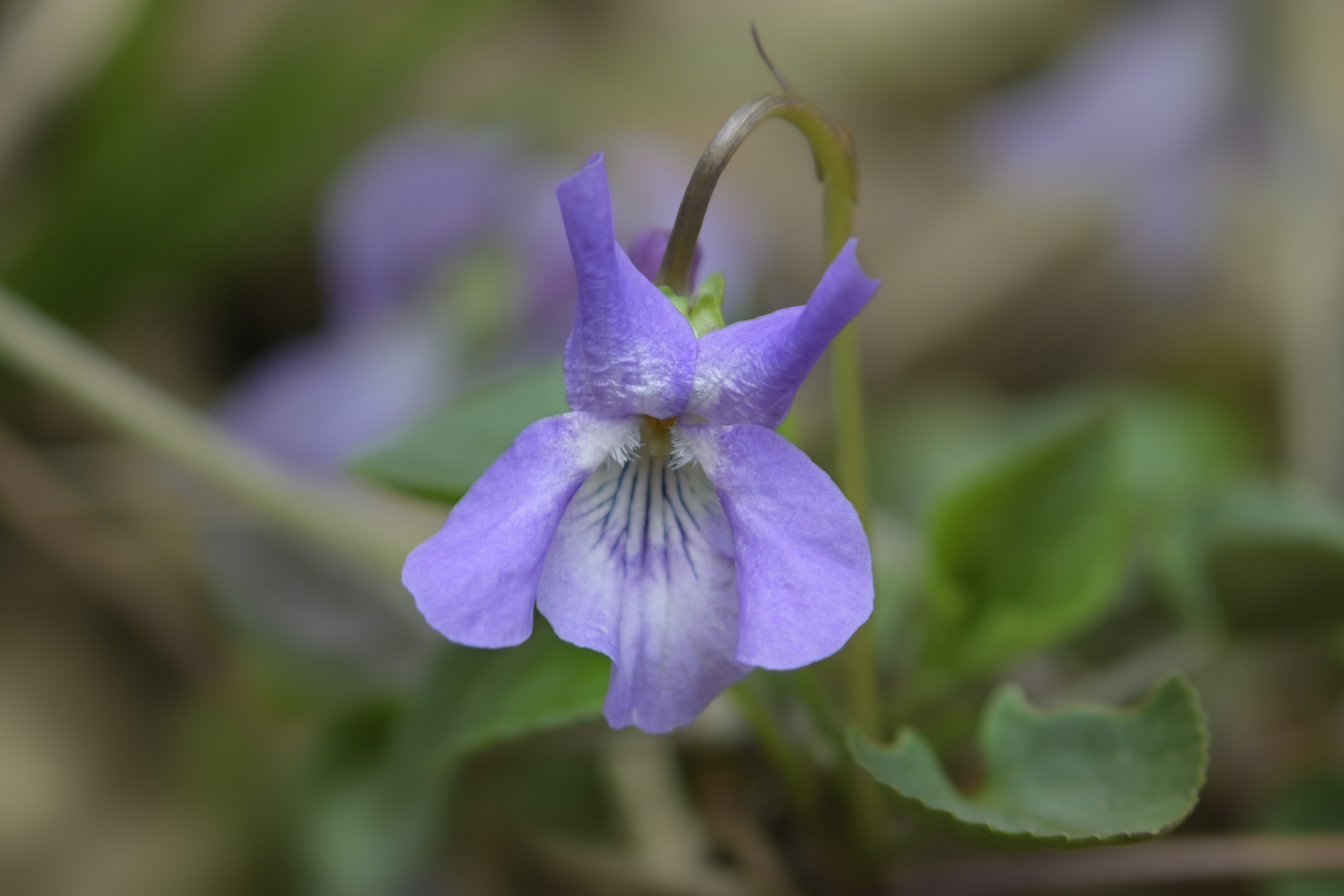 Viola di sottobosco