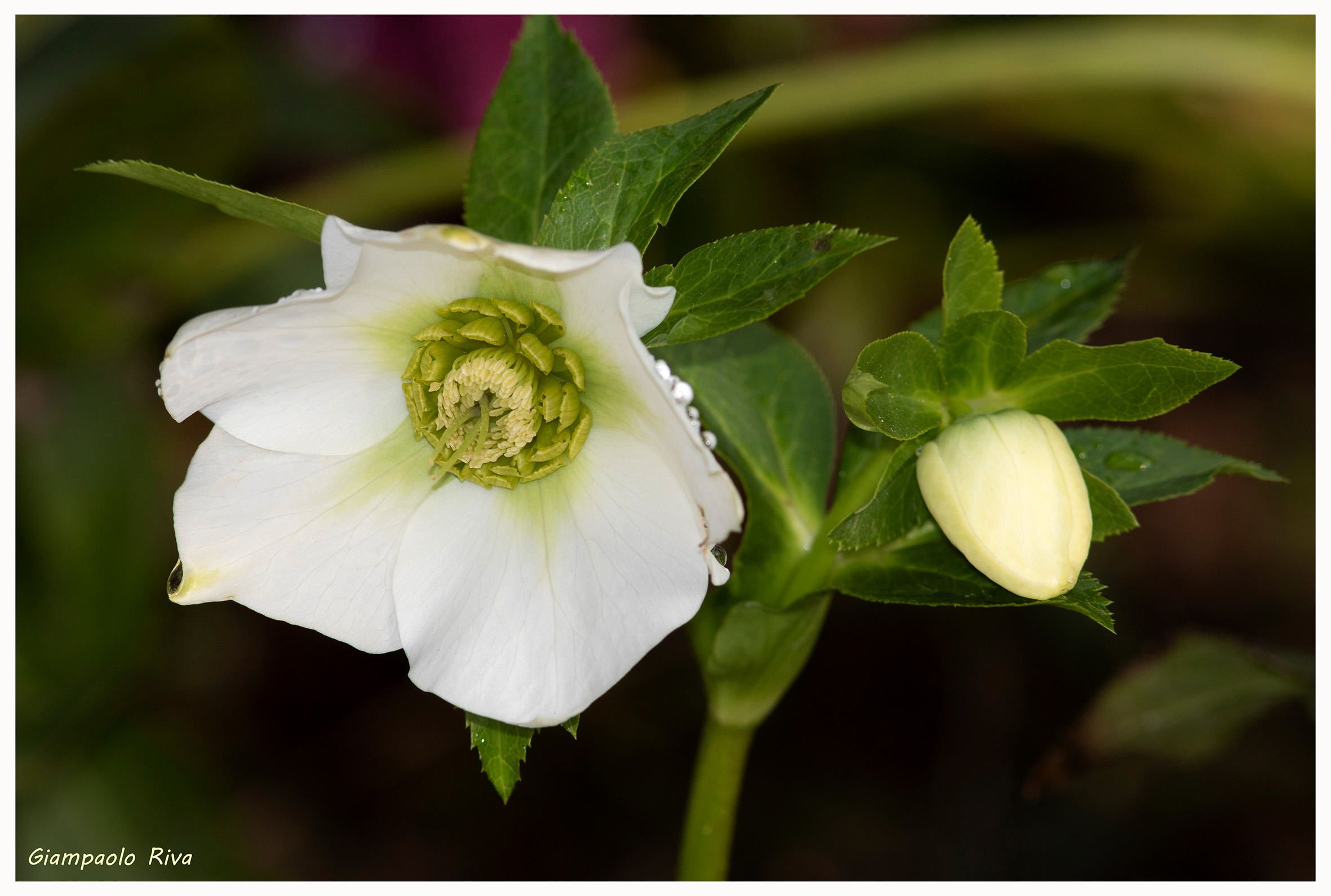 Elleborus Orientalis