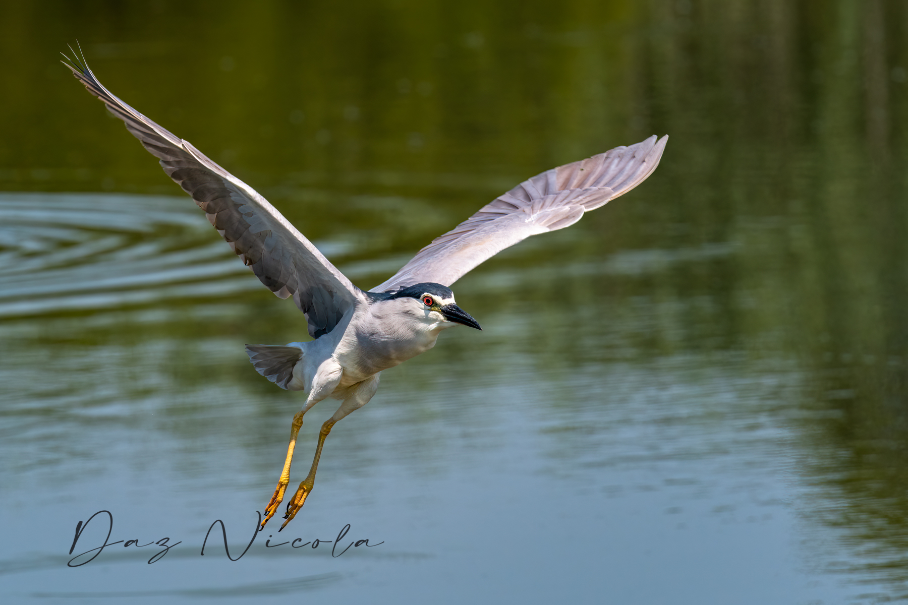 Take-off of the Nitticora