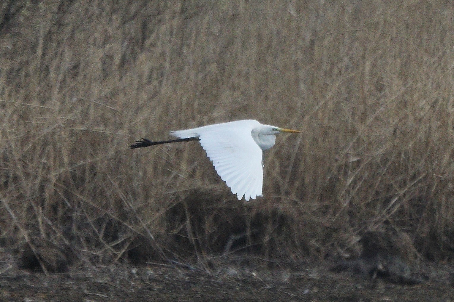 white major 05-03-2022