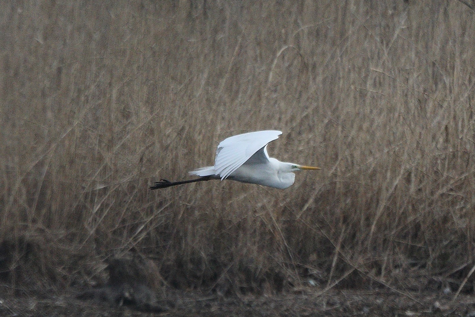 white major 05-03-2022