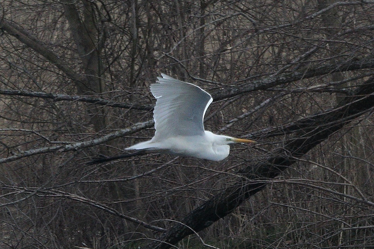 white major 05-03-2022