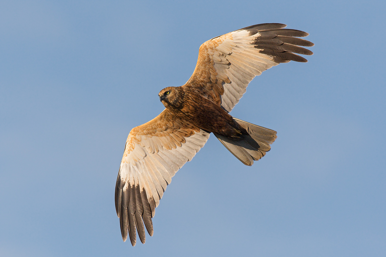 Male marsh falcon