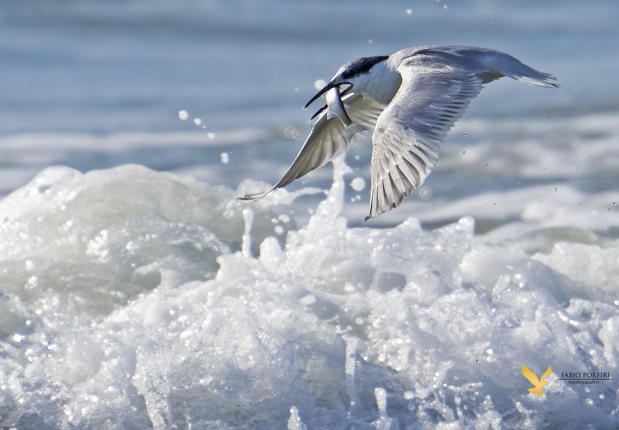 sulla cresta dell' onda - Beccapesci