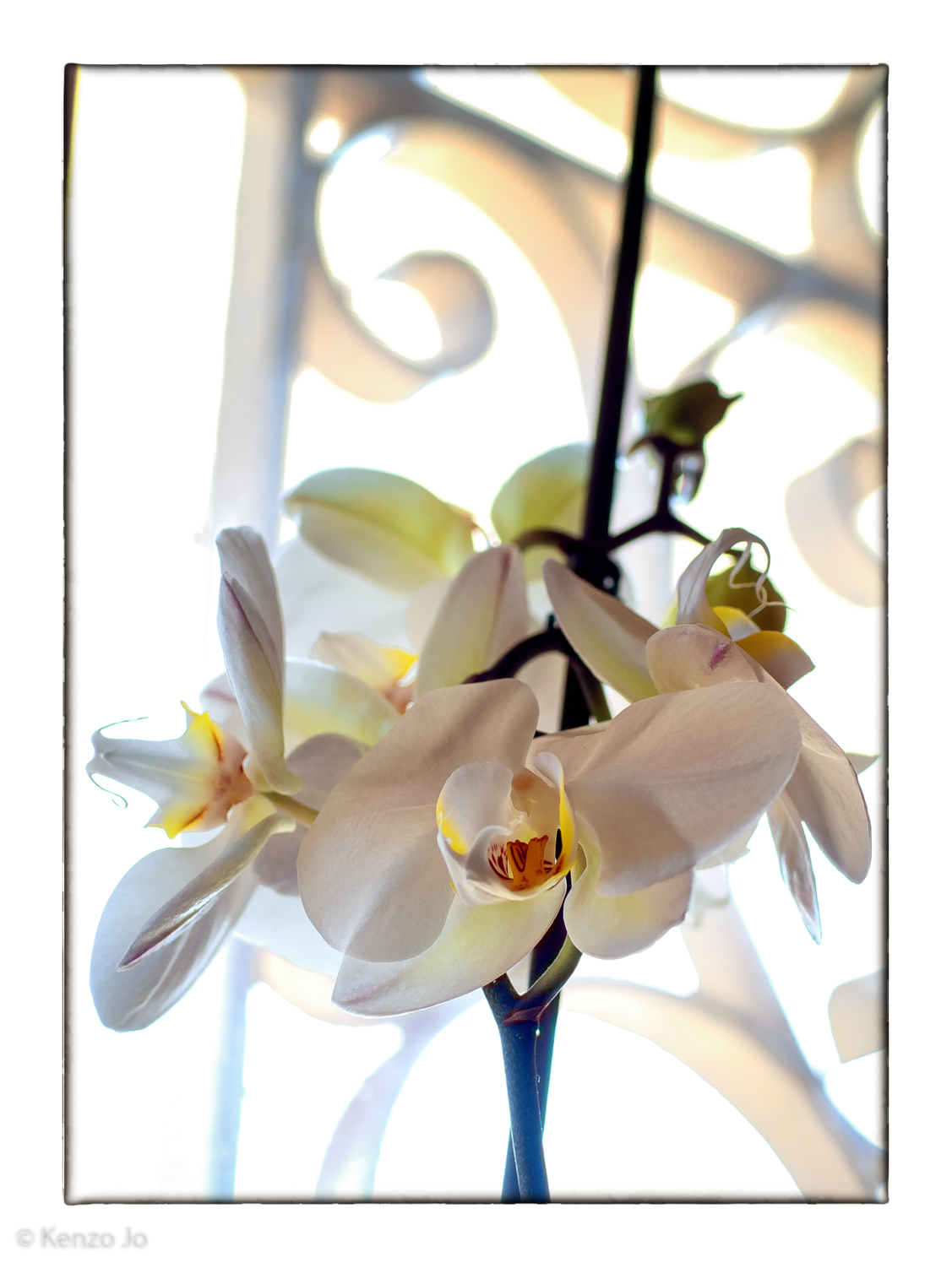 Orchidea mistica