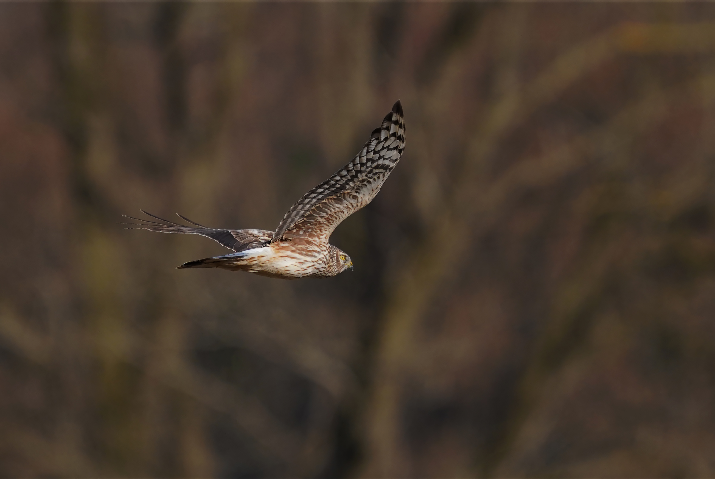 harrier fem