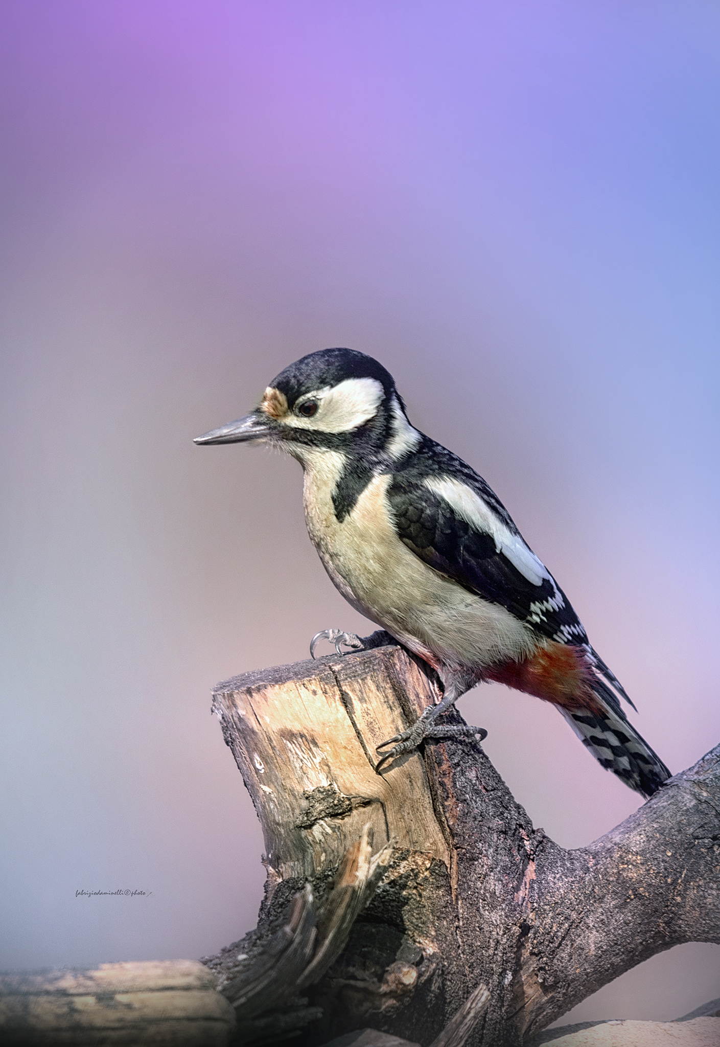 Greater red woodpecker - Dendrocopos major