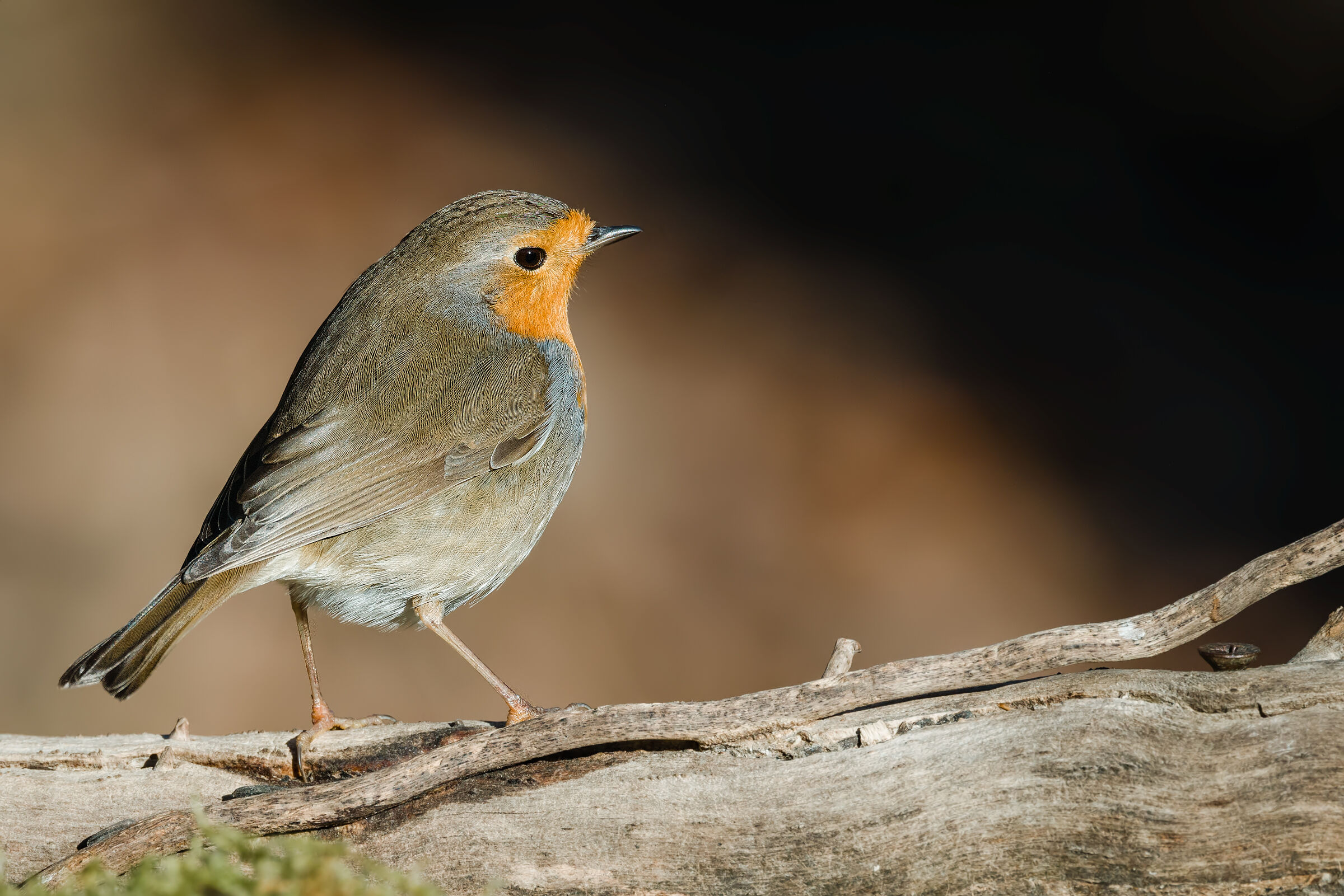 Robin