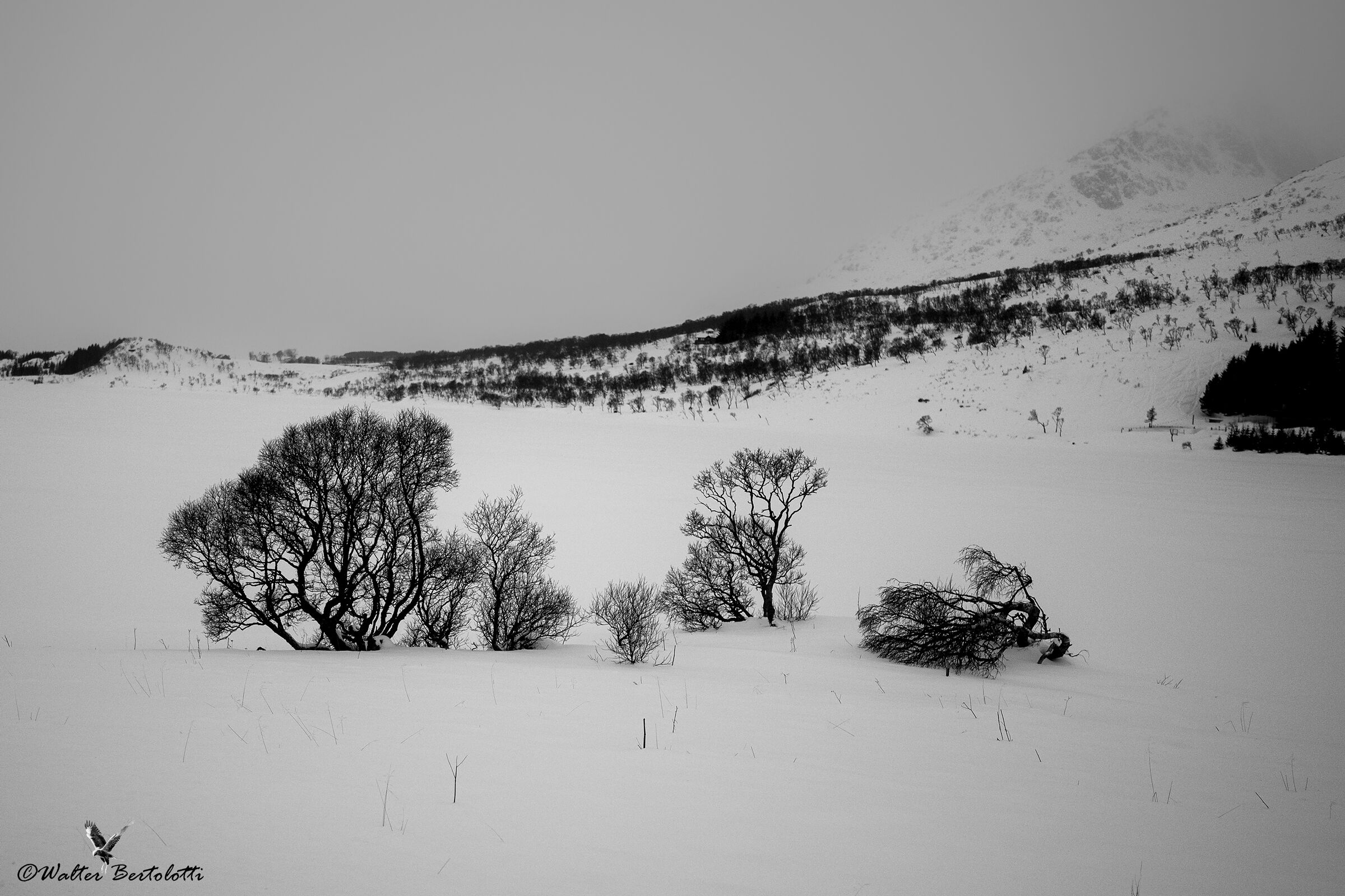 i disegni a china della natura