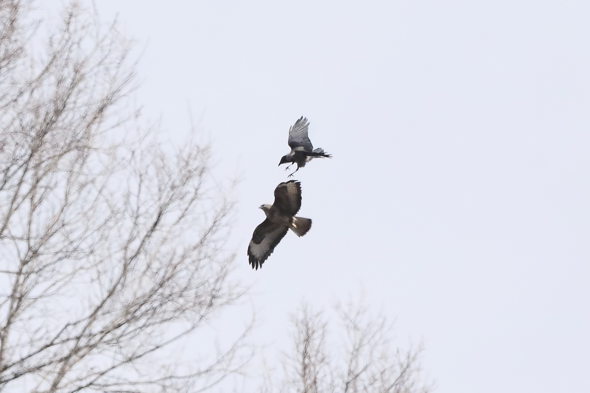 buzzard vs crow 06-03-2022