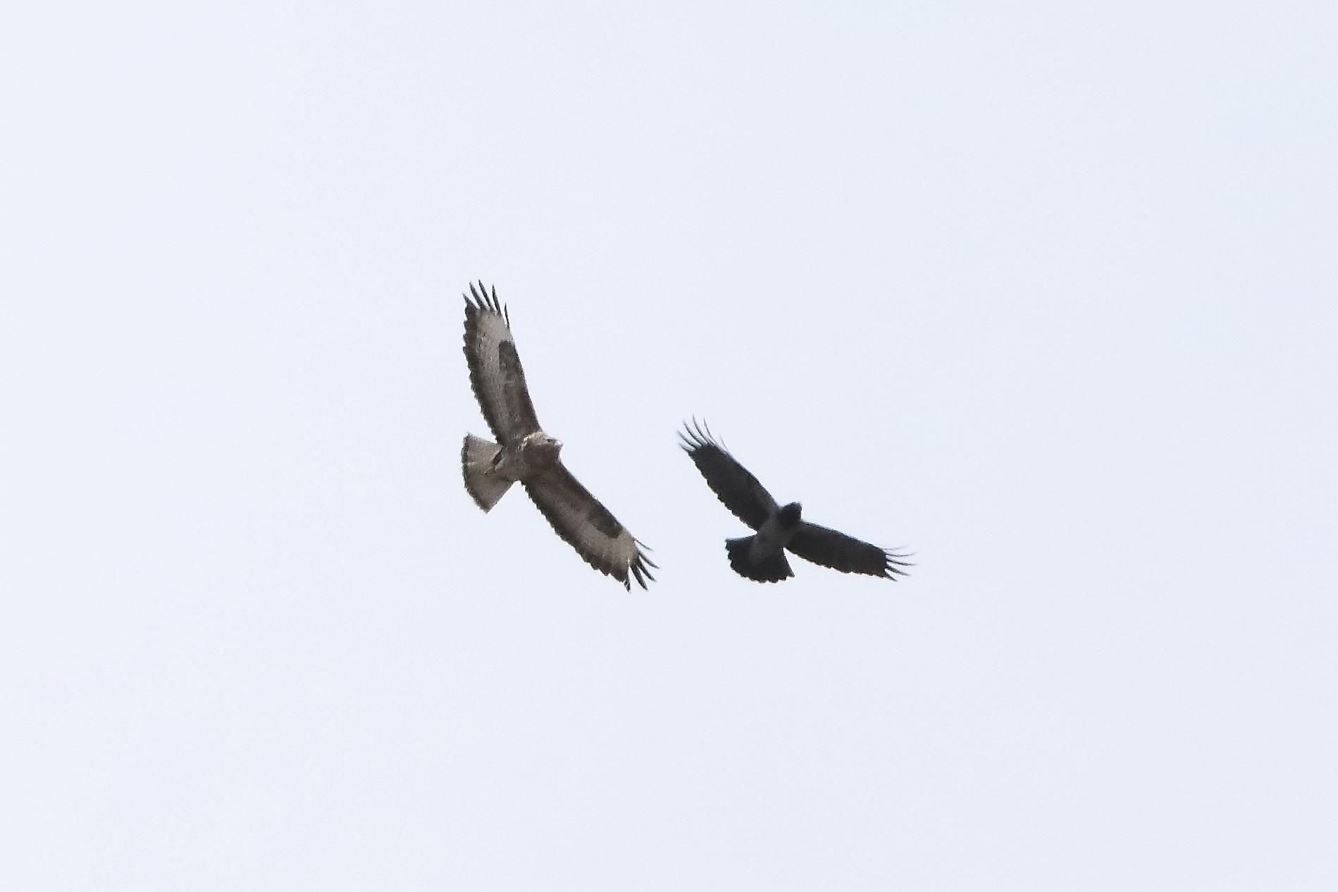 buzzard vs crow 06-03-2022