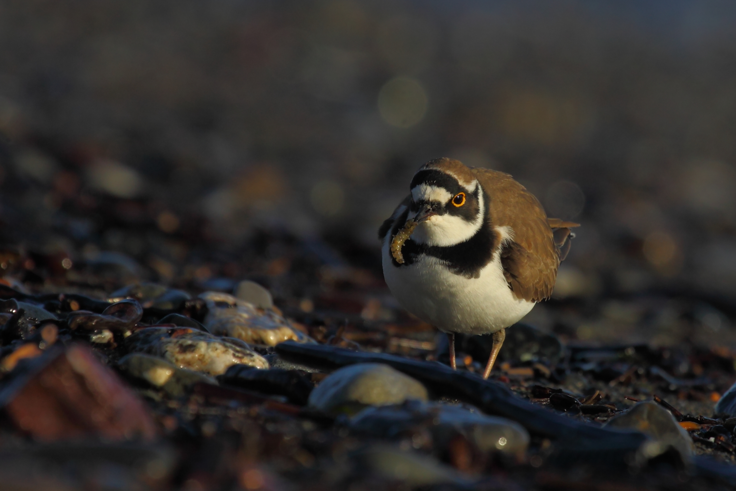 Corriere piccolo con preda